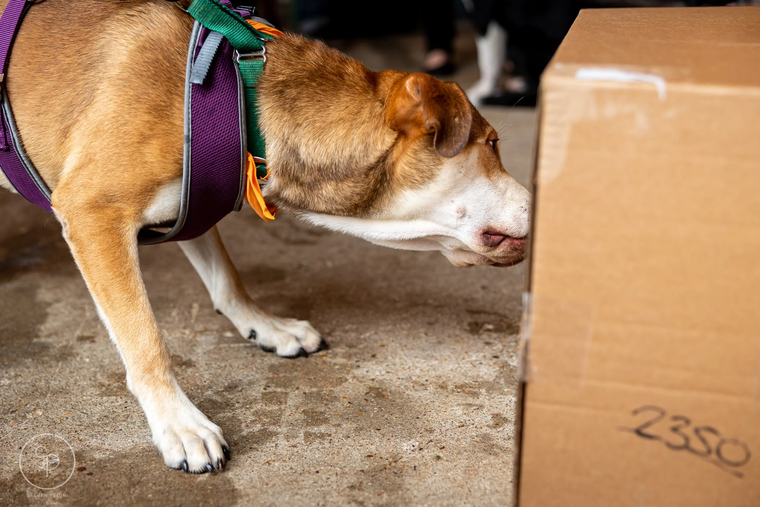StevenPediniPhotography-CincoDeDoggo-2023-Houston-Texas-BayouHeightsBiergarten-50.jpg