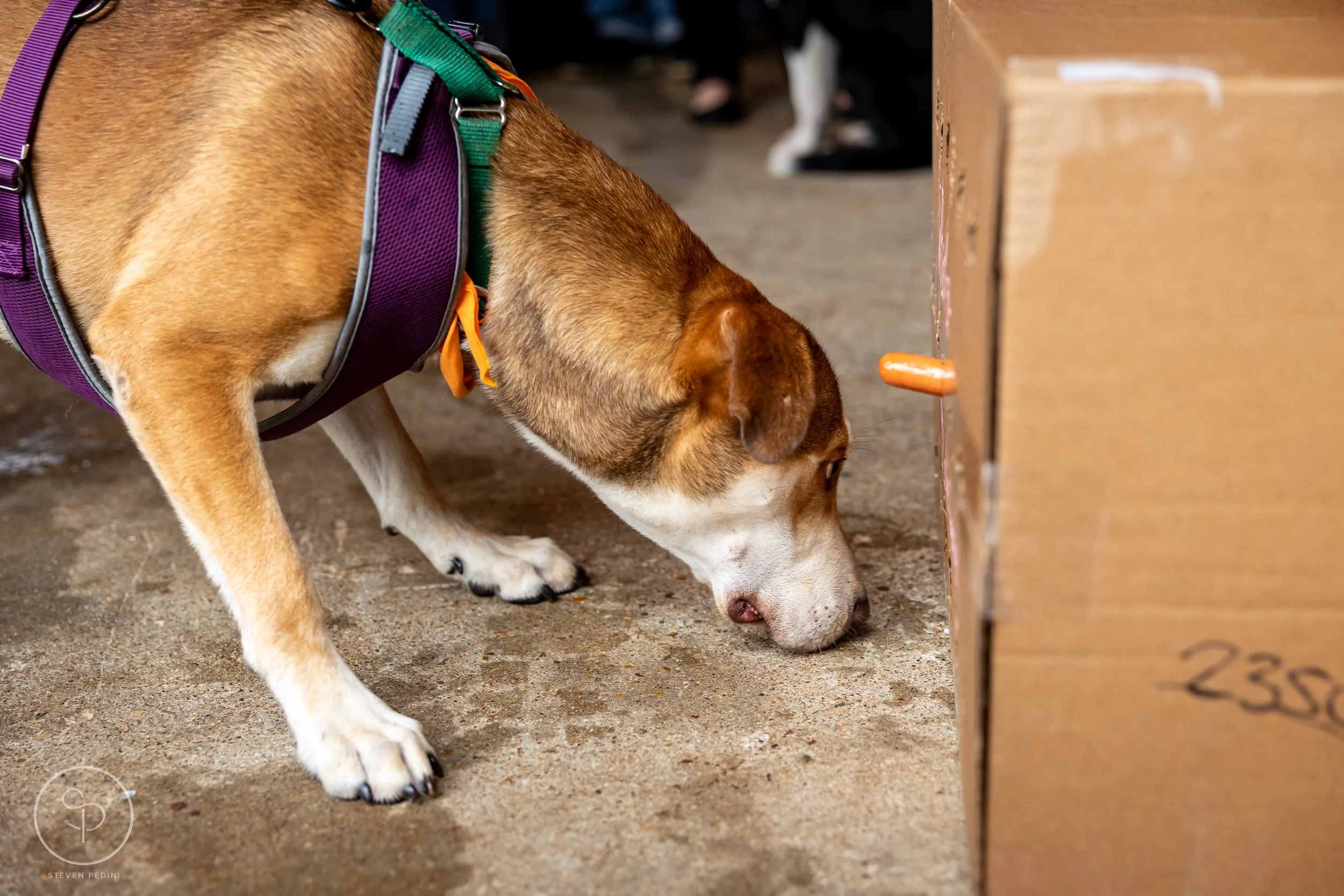 StevenPediniPhotography-CincoDeDoggo-2023-Houston-Texas-BayouHeightsBiergarten-51.jpg