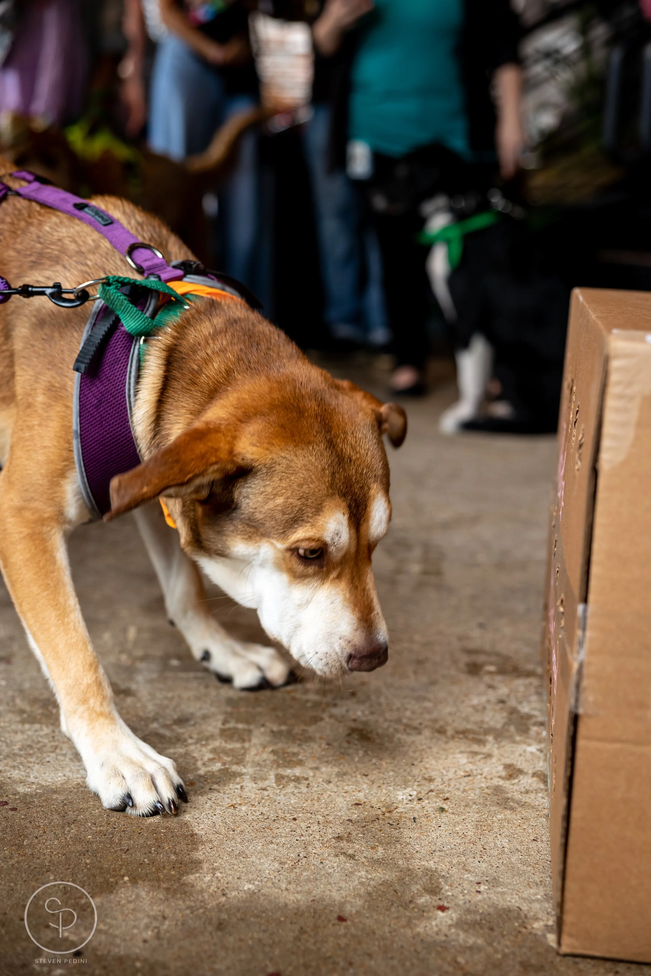 StevenPediniPhotography-CincoDeDoggo-2023-Houston-Texas-BayouHeightsBiergarten-54.jpg