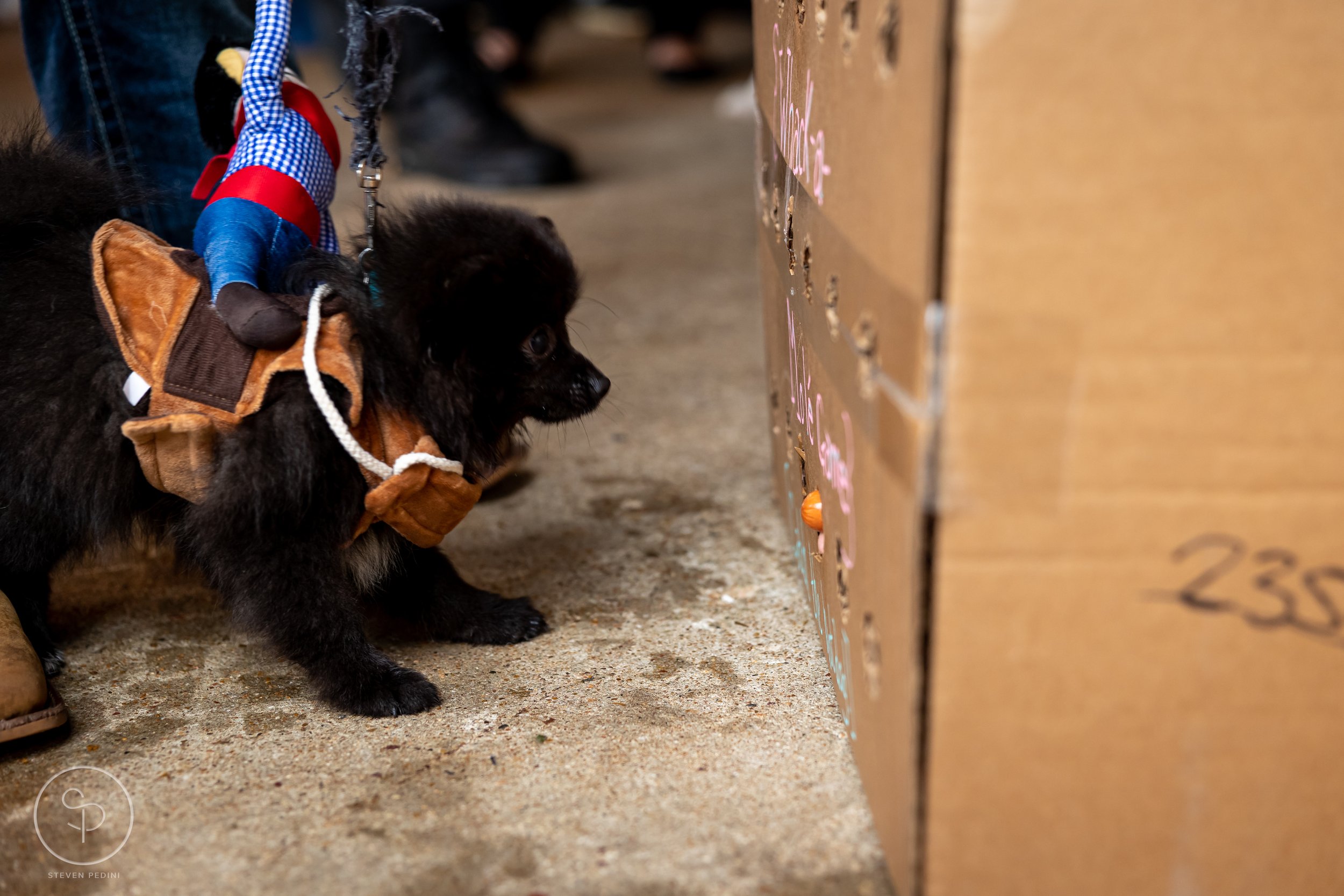 StevenPediniPhotography-CincoDeDoggo-2023-Houston-Texas-BayouHeightsBiergarten-55.jpg