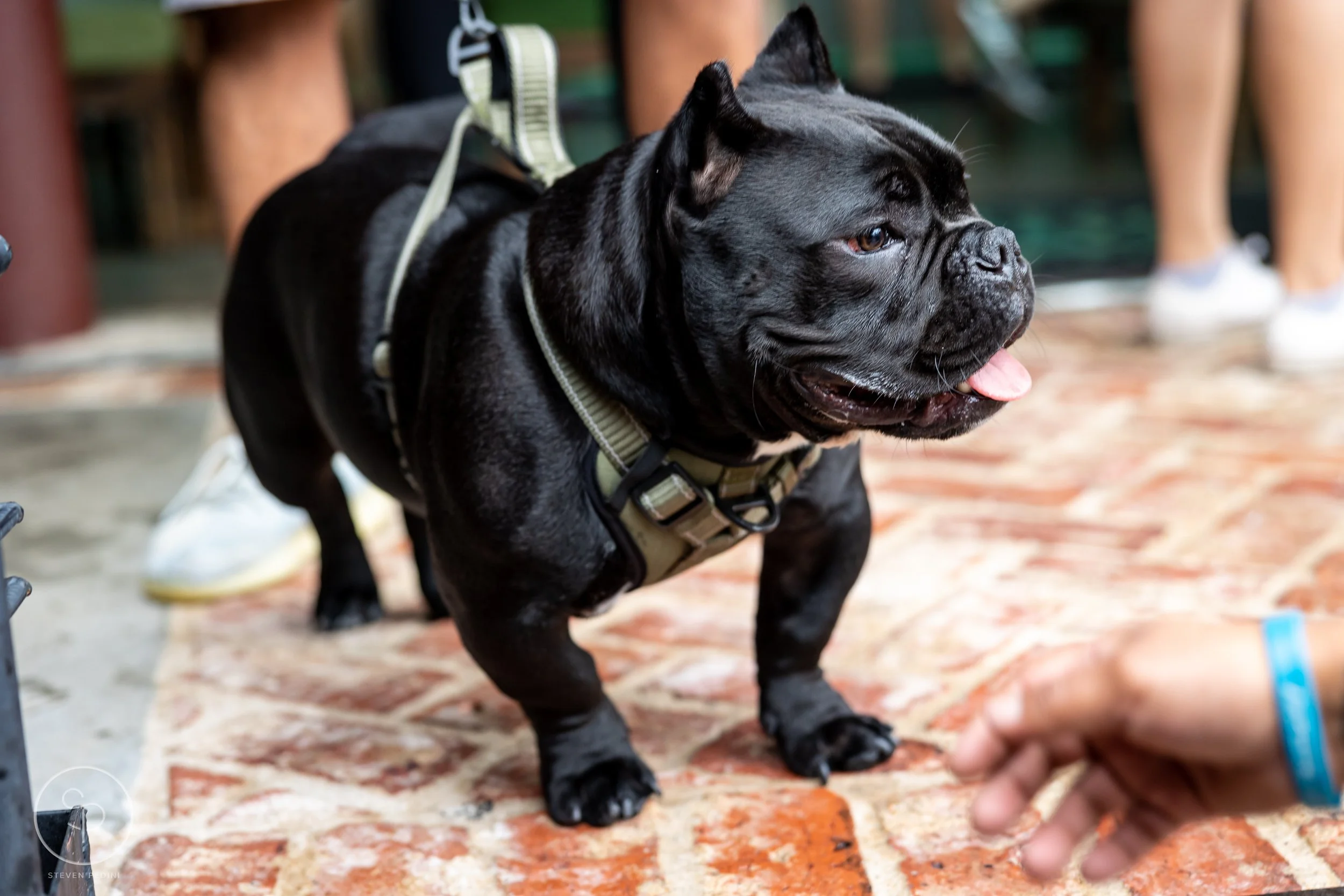StevenPediniPhotography-CincoDeDoggo-2023-Houston-Texas-BayouHeightsBiergarten-58.jpg