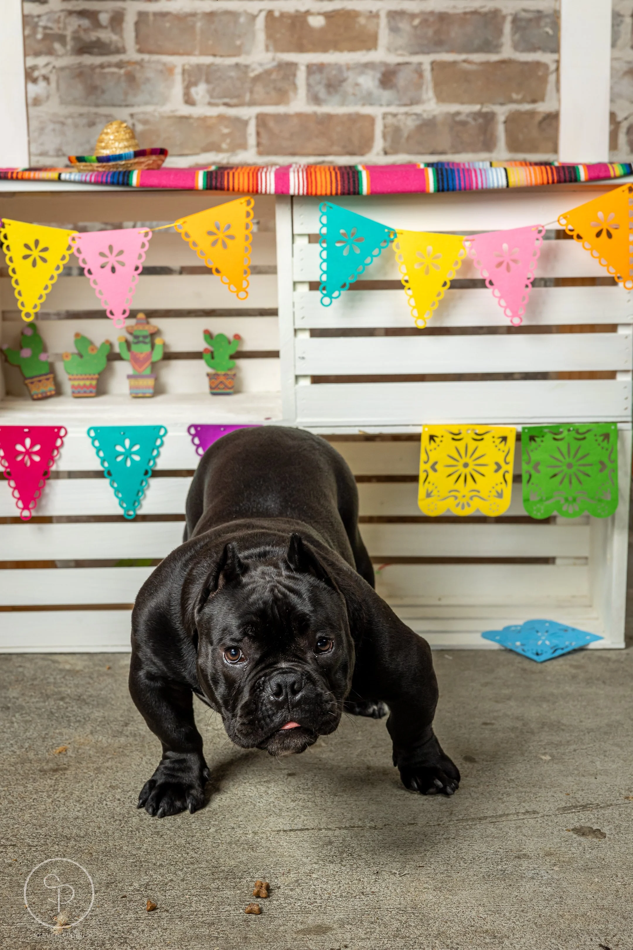 StevenPediniPhotography-CincoDeDoggo-2023-Houston-Texas-BayouHeightsBiergarten-61.jpg