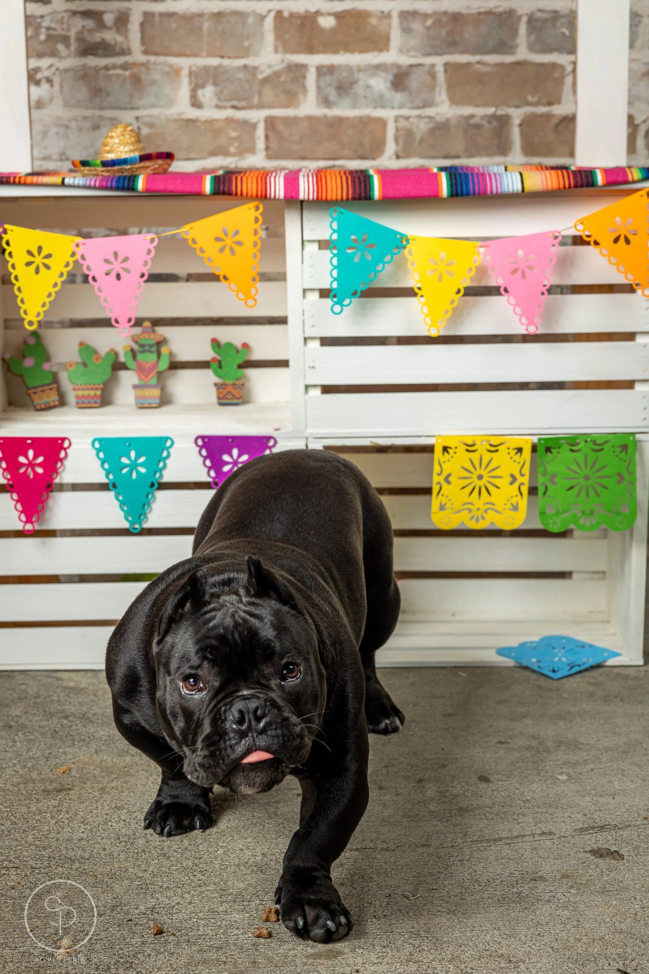 StevenPediniPhotography-CincoDeDoggo-2023-Houston-Texas-BayouHeightsBiergarten-62.jpg