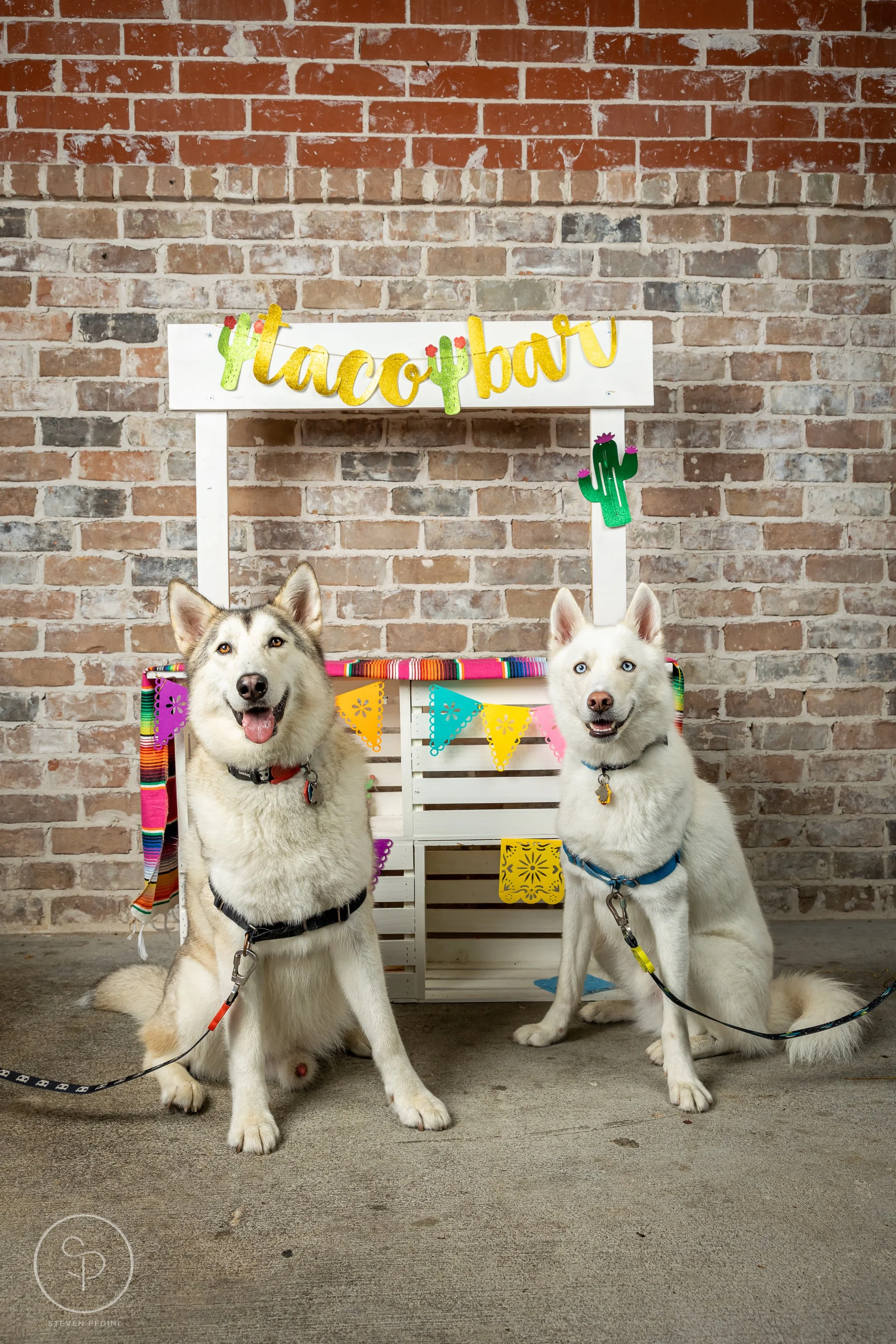 StevenPediniPhotography-CincoDeDoggo-2023-Houston-Texas-BayouHeightsBiergarten-63.jpg