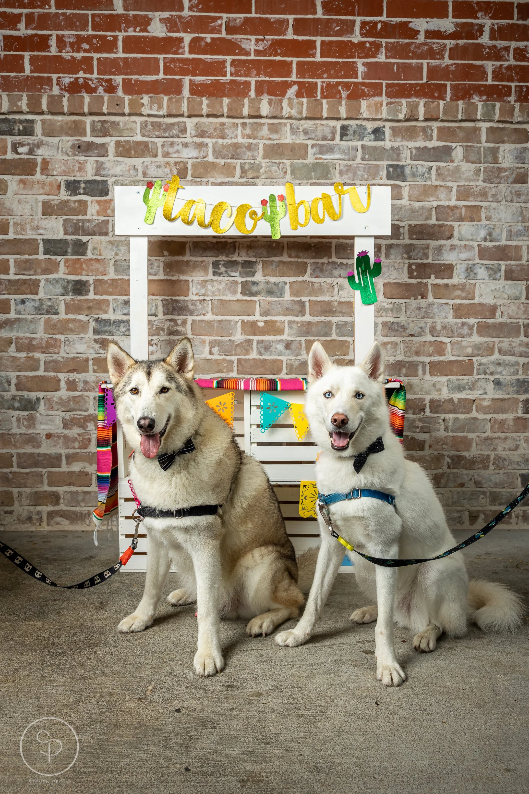 StevenPediniPhotography-CincoDeDoggo-2023-Houston-Texas-BayouHeightsBiergarten-64.jpg
