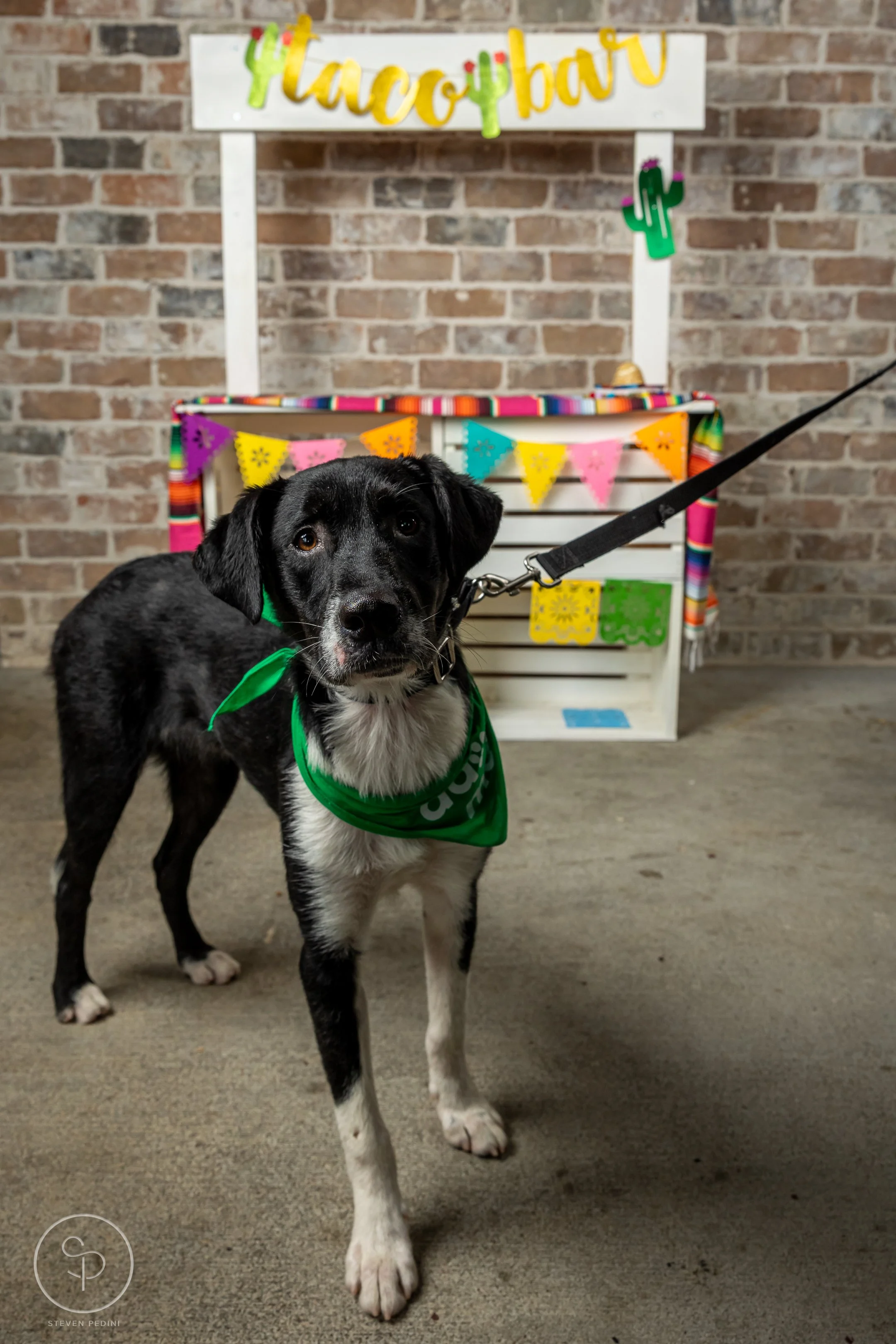 StevenPediniPhotography-CincoDeDoggo-2023-Houston-Texas-BayouHeightsBiergarten-69.jpg