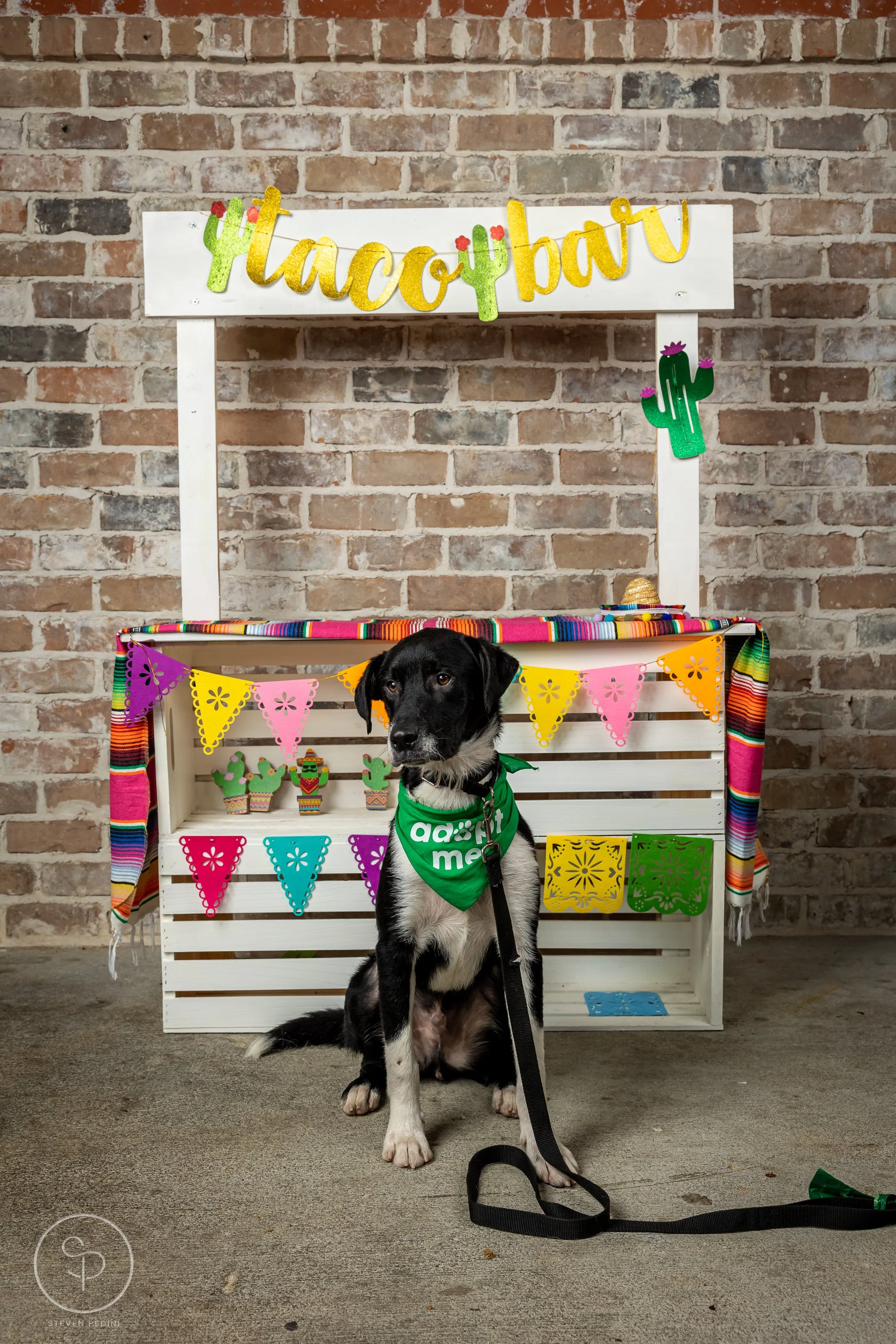 StevenPediniPhotography-CincoDeDoggo-2023-Houston-Texas-BayouHeightsBiergarten-71.jpg