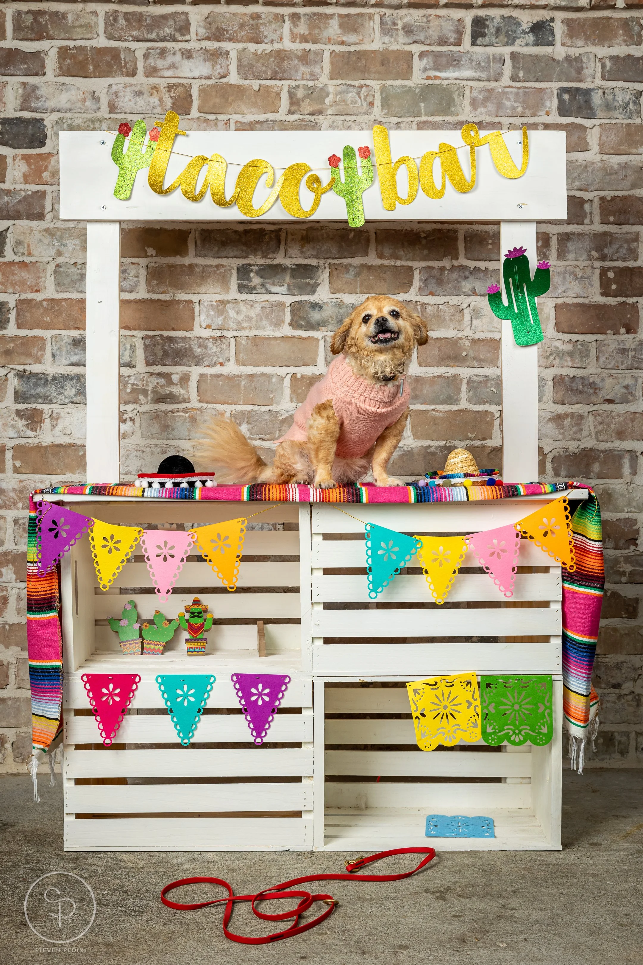 StevenPediniPhotography-CincoDeDoggo-2023-Houston-Texas-BayouHeightsBiergarten-80.jpg