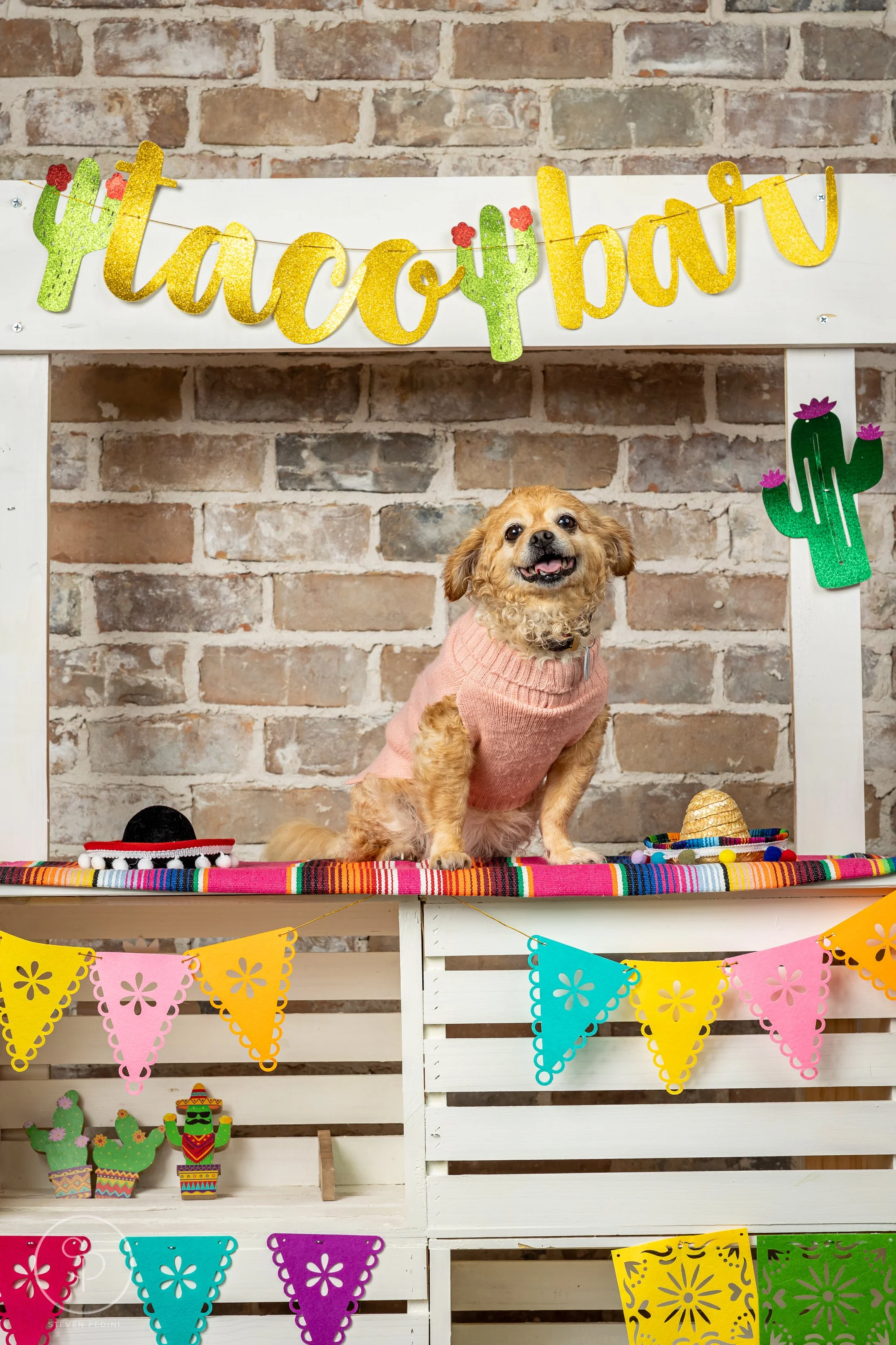 StevenPediniPhotography-CincoDeDoggo-2023-Houston-Texas-BayouHeightsBiergarten-81.jpg