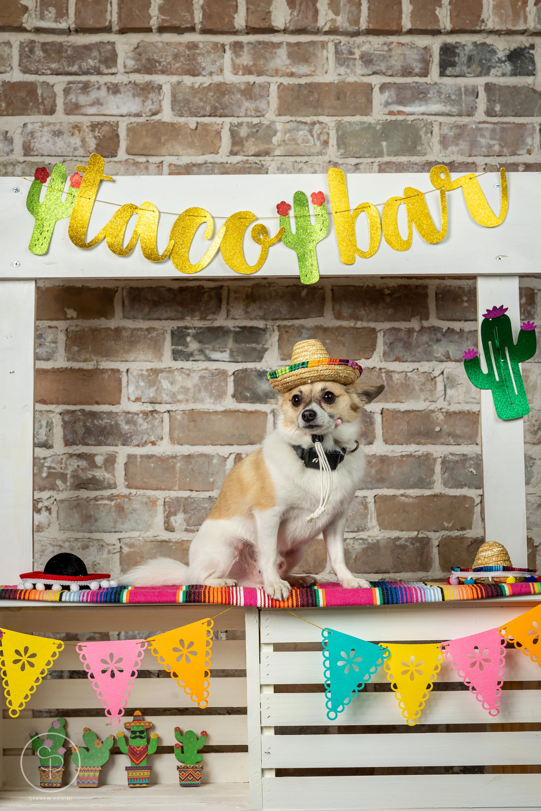 StevenPediniPhotography-CincoDeDoggo-2023-Houston-Texas-BayouHeightsBiergarten-85.jpg