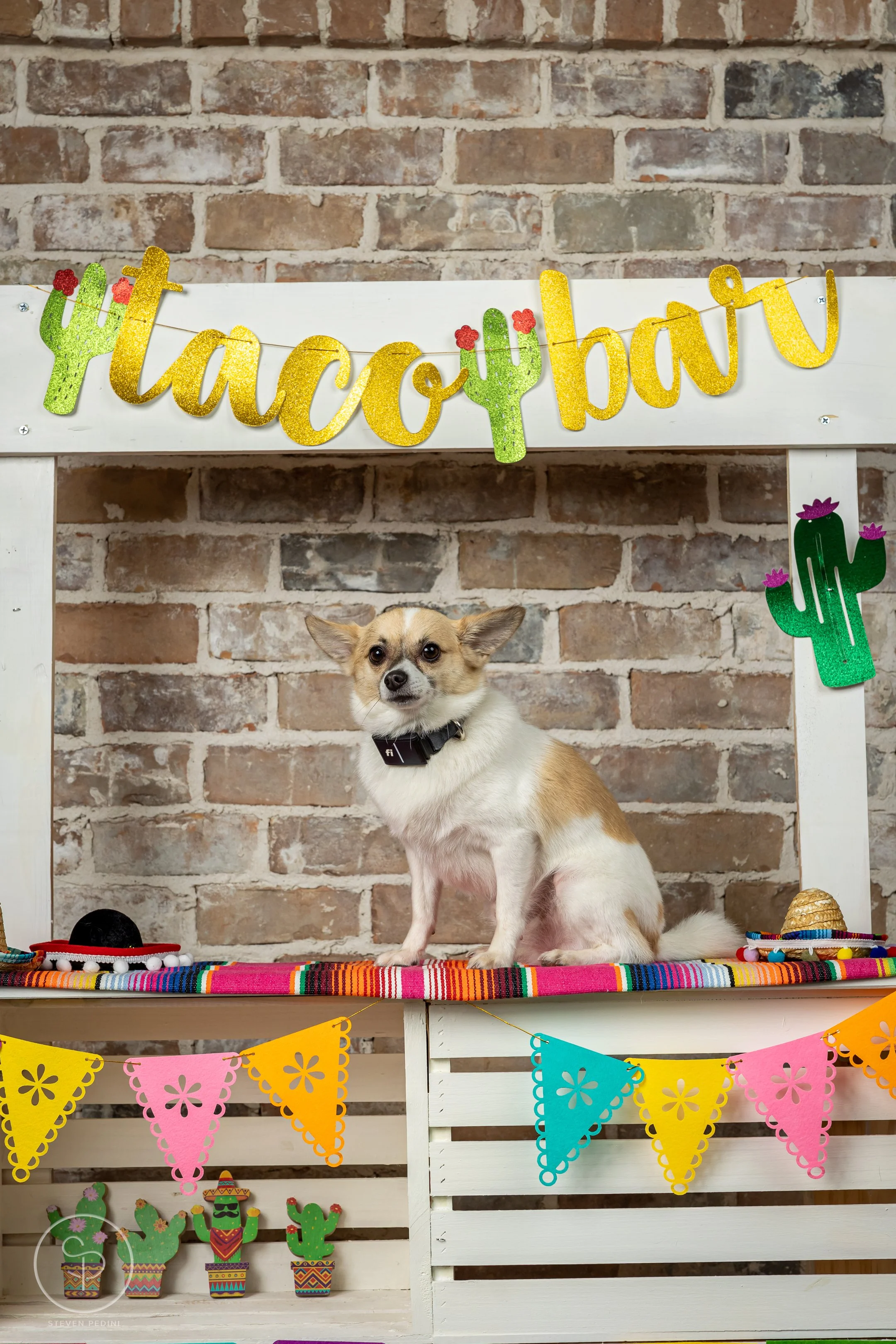 StevenPediniPhotography-CincoDeDoggo-2023-Houston-Texas-BayouHeightsBiergarten-86.jpg