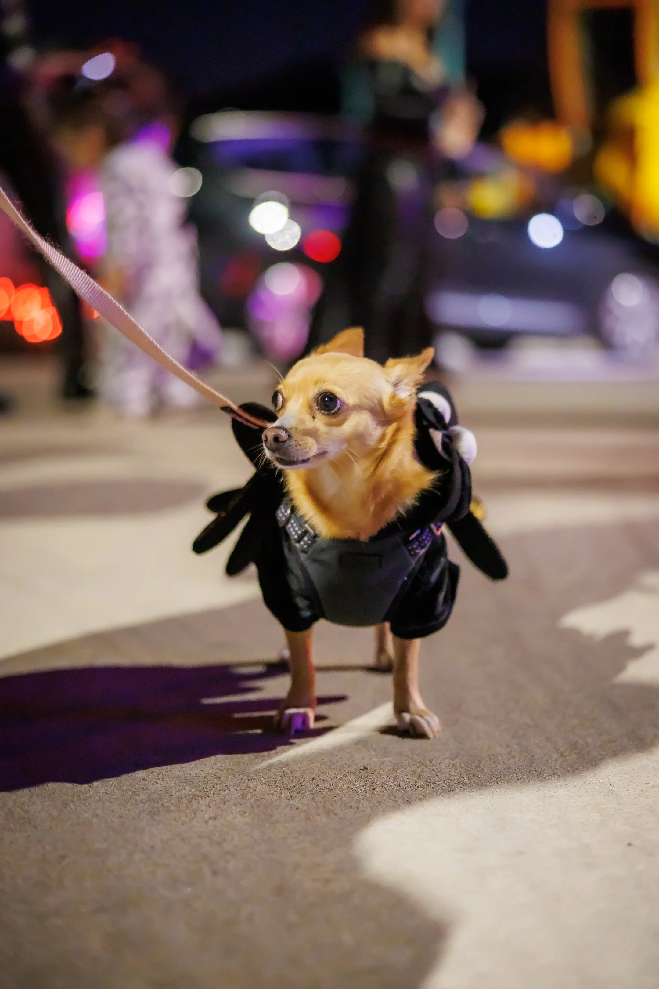 SPP-L-W-10.31.24-Jubilee-Trunk-or-Treat-79.jpg