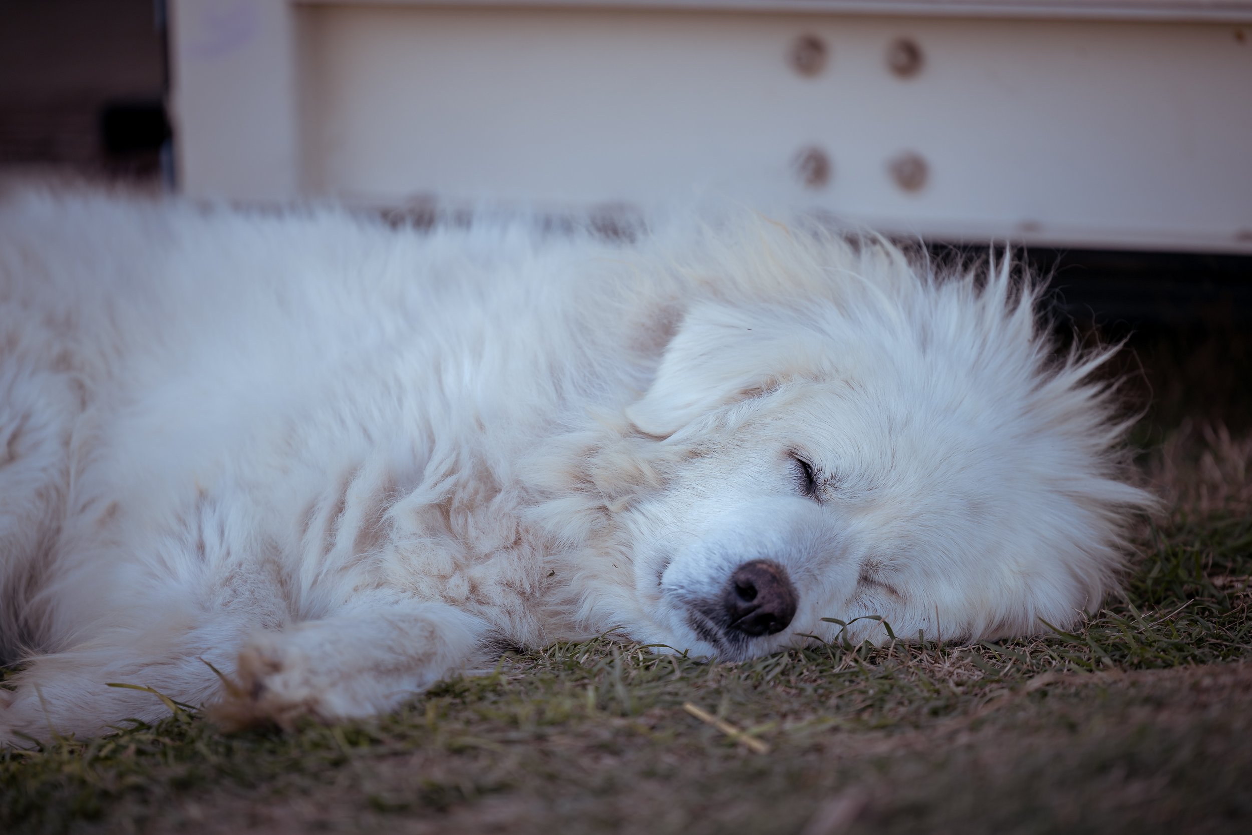 SPP-L-W-Sip Under The Rainbow-97.jpg