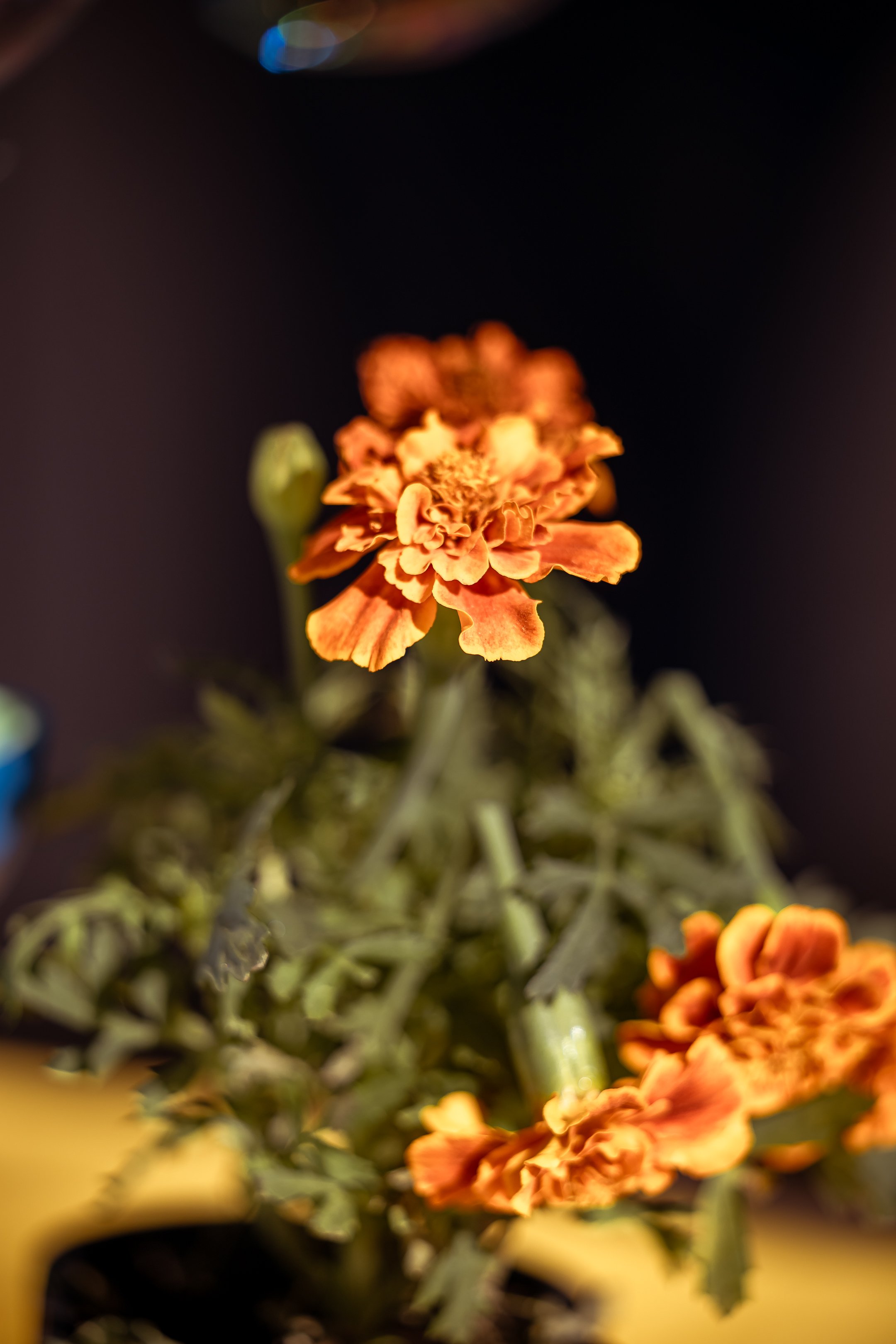 SPP-L-W-Blooming Creation-12.jpg