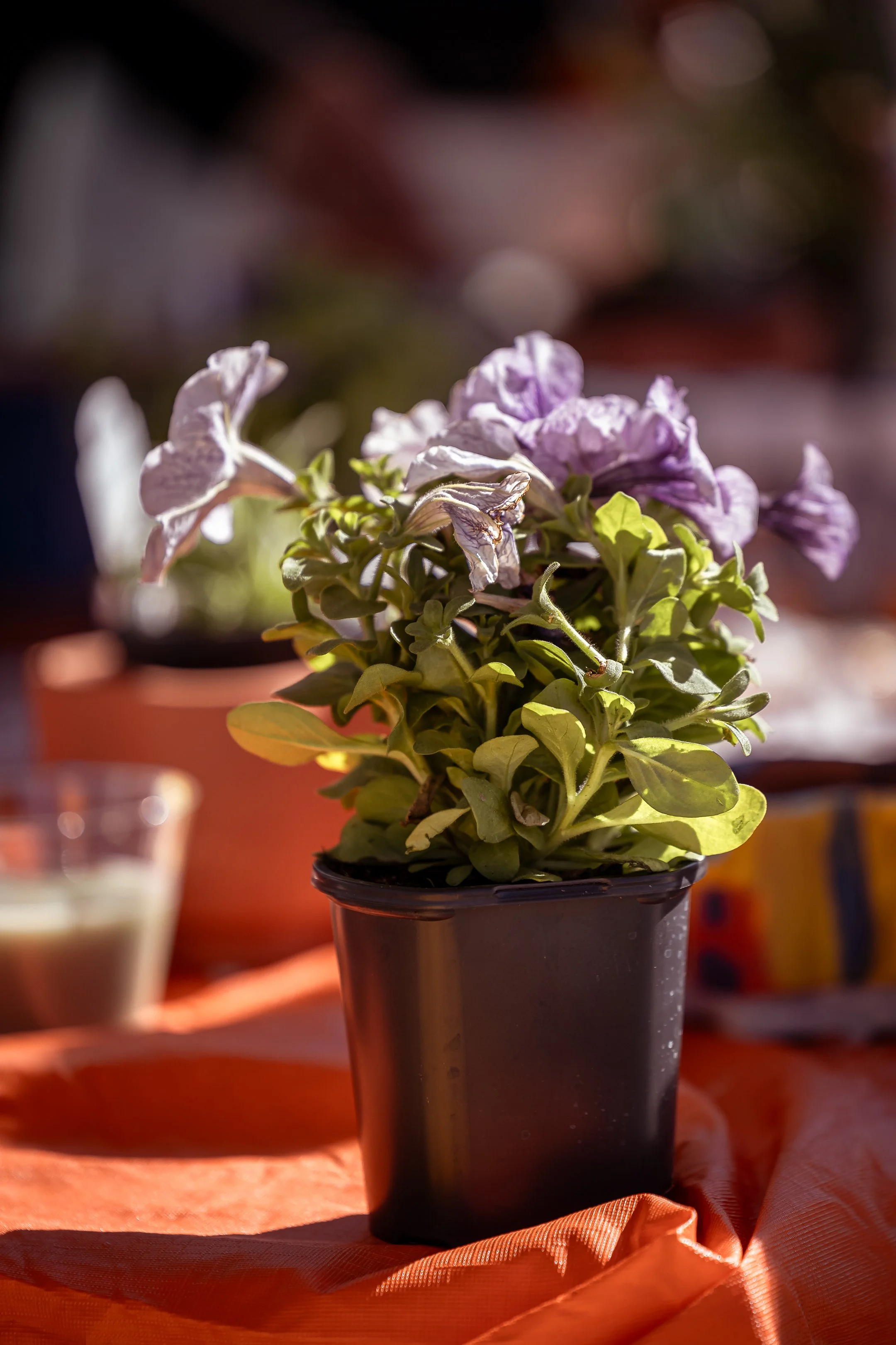 SPP-L-W-Blooming Creation-13.jpg