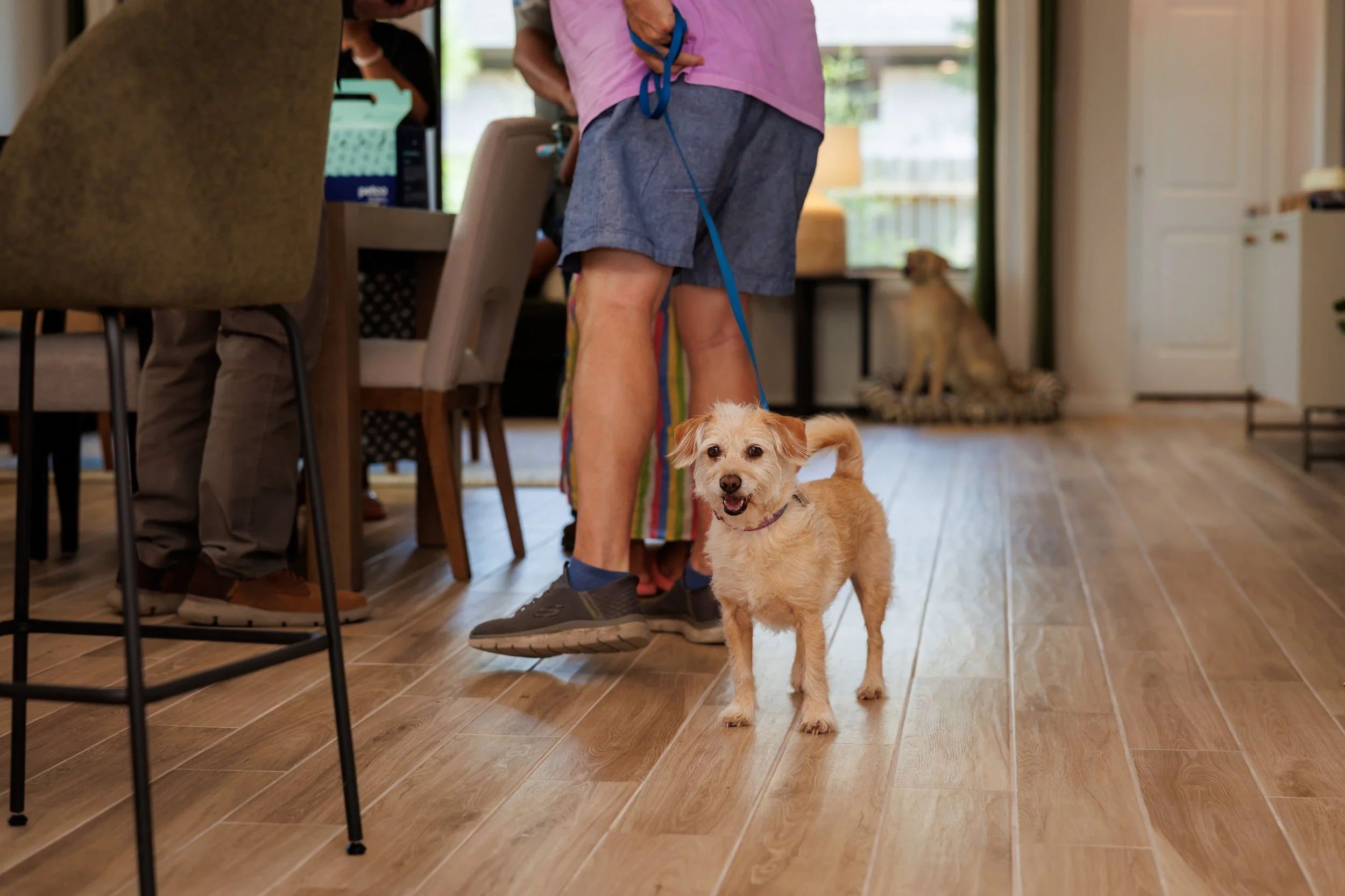 Steven Pedini Photography-10-4-2025 David Weekley Homes Blessing of the Pets-Web-19-AH2A6566.jpg