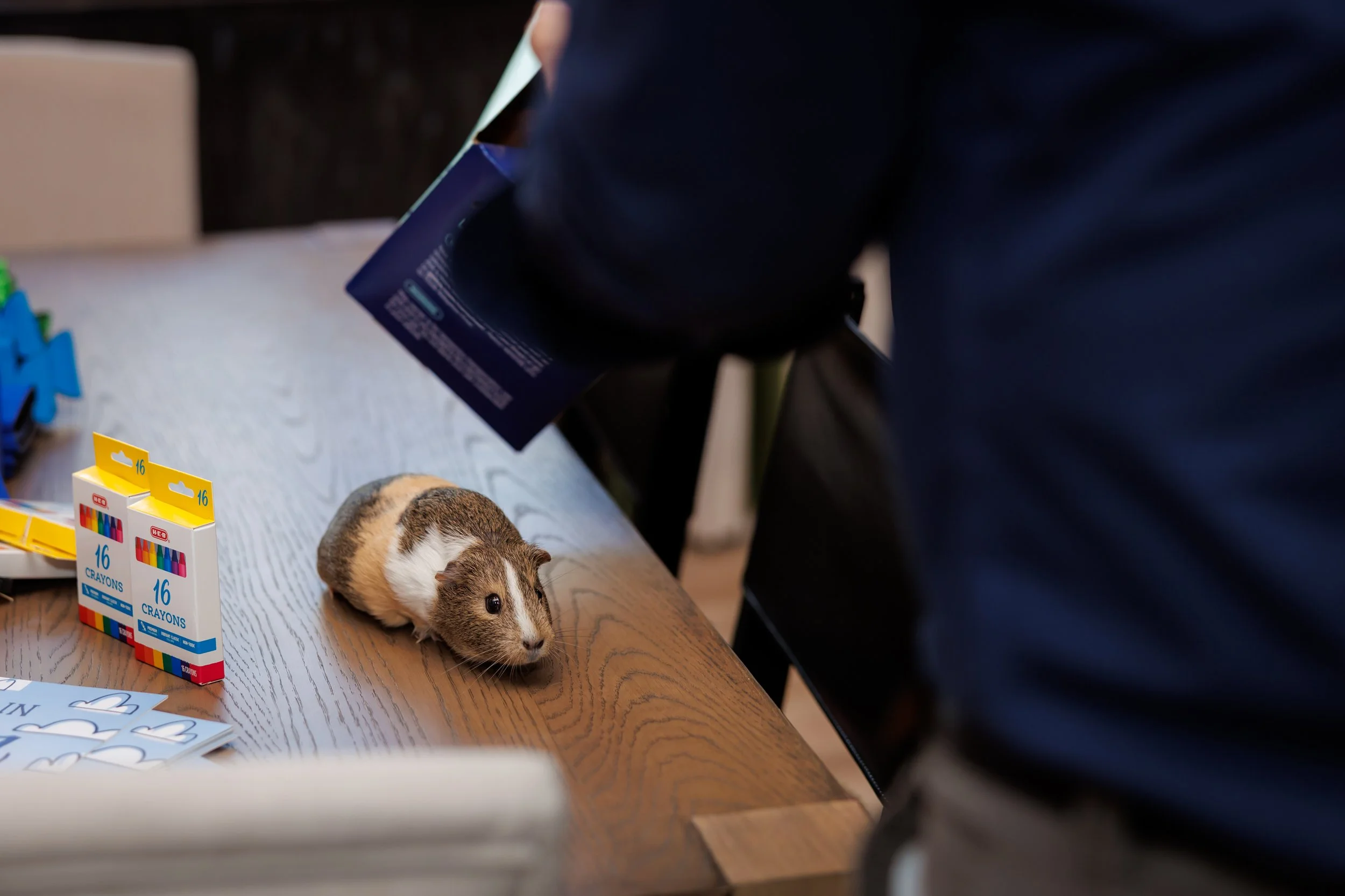 Steven Pedini Photography-10-4-2025 David Weekley Homes Blessing of the Pets-Web-20-AH2A6567.jpg