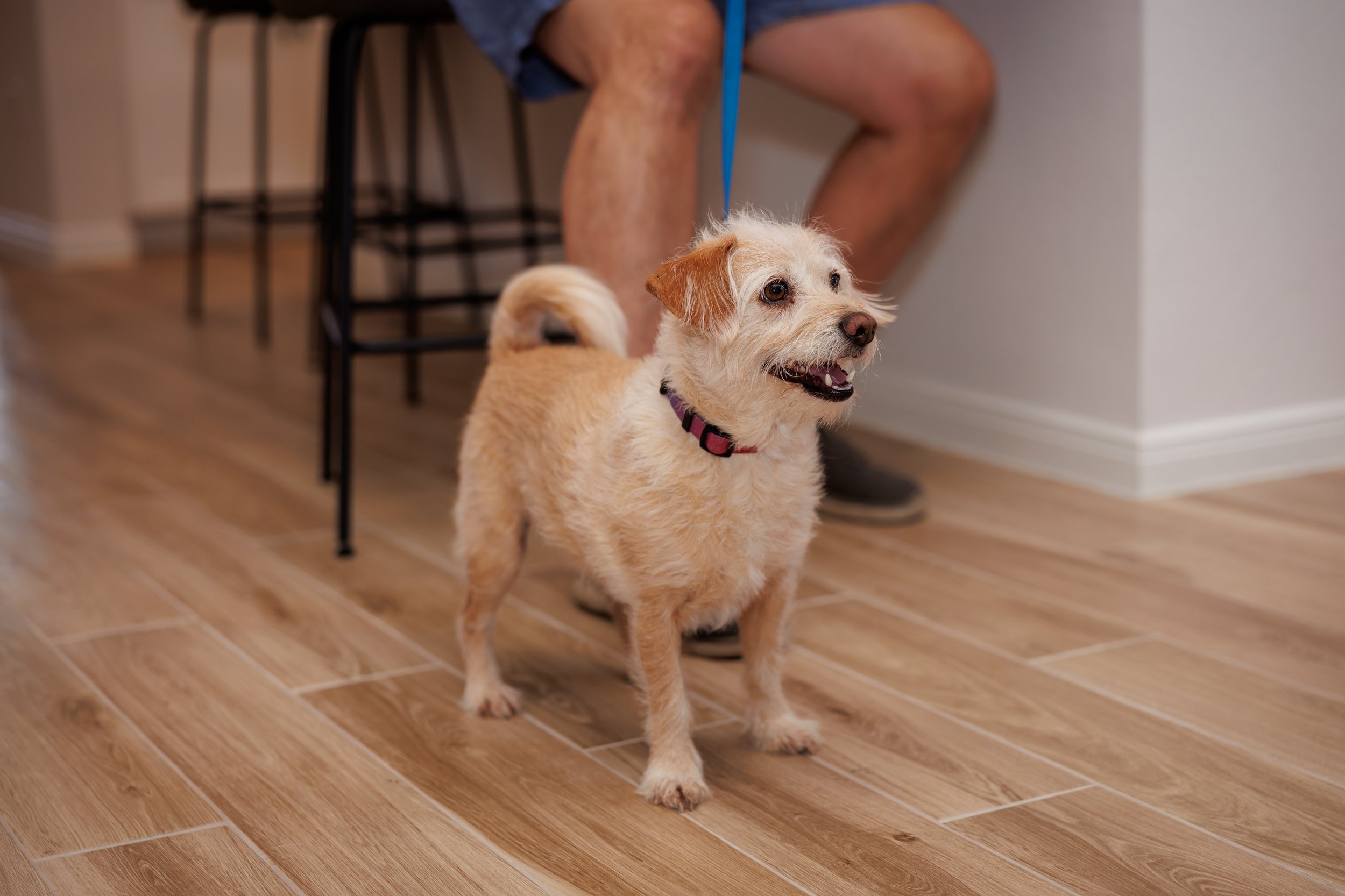 Steven Pedini Photography-10-4-2025 David Weekley Homes Blessing of the Pets-Web-21-AH2A6571.jpg