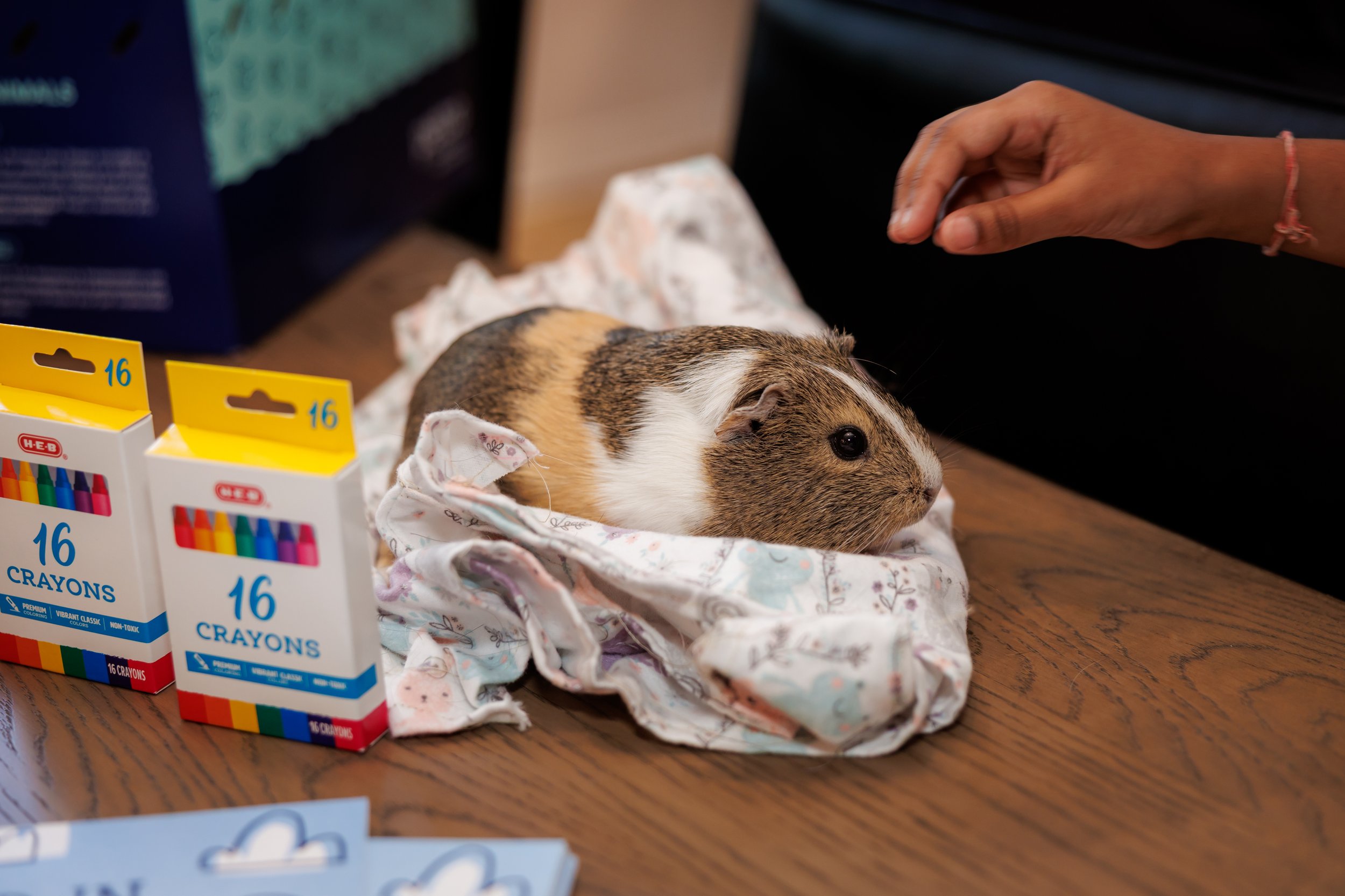 Steven Pedini Photography-10-4-2025 David Weekley Homes Blessing of the Pets-Web-24-AH2A6577.jpg