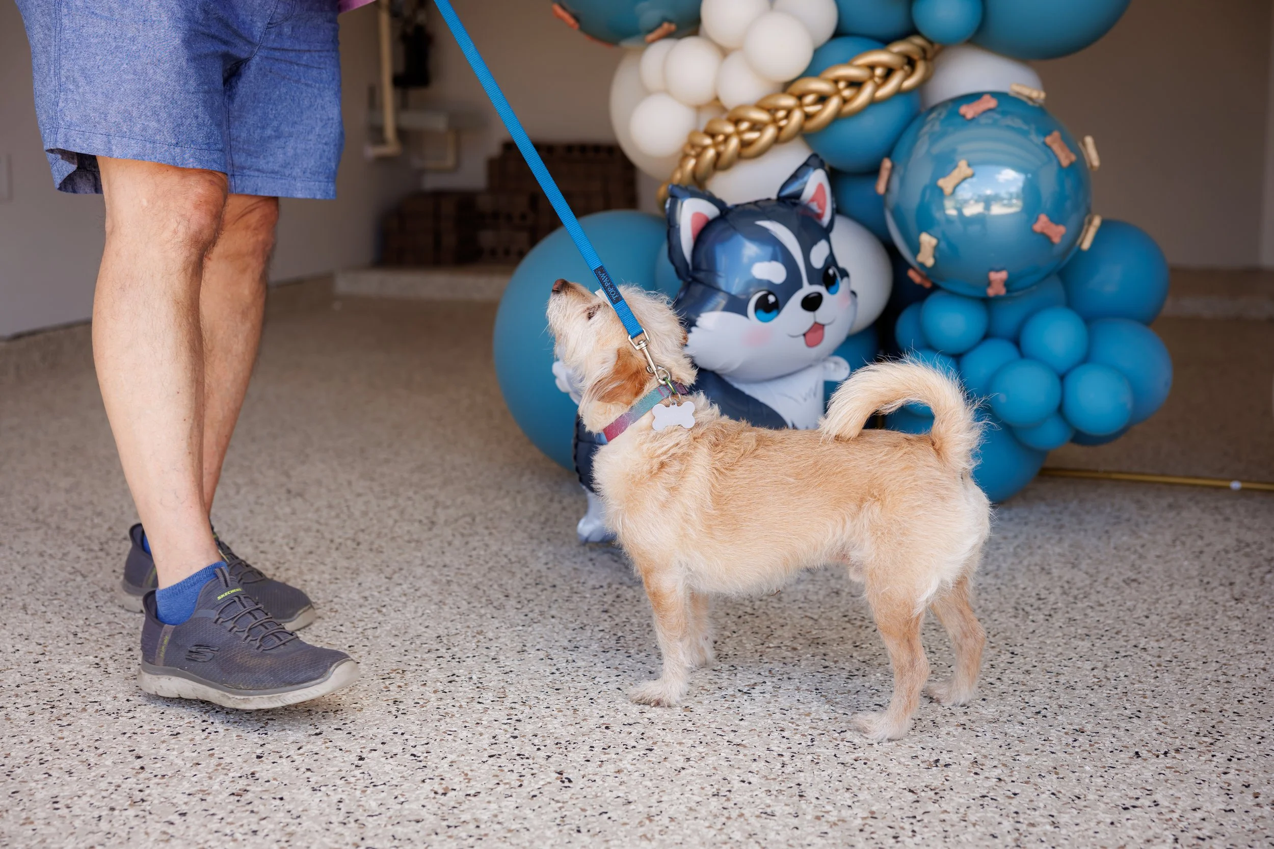 Steven Pedini Photography-10-4-2025 David Weekley Homes Blessing of the Pets-Web-25-AH2A6585.jpg