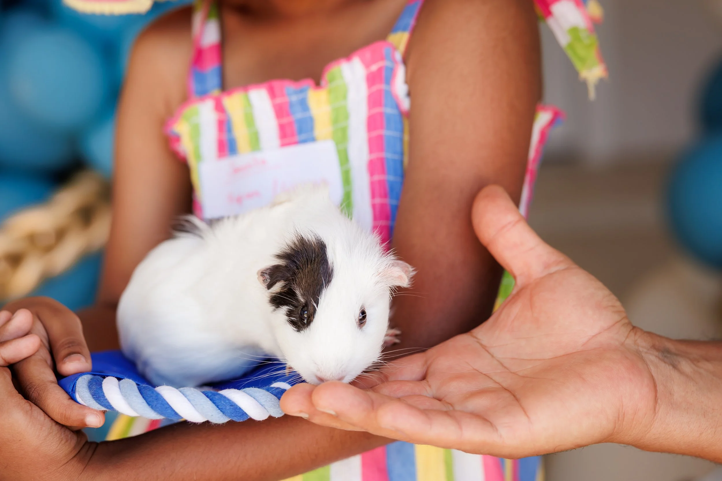 Steven Pedini Photography-10-4-2025 David Weekley Homes Blessing of the Pets-Web-68-AH2A6667.jpg