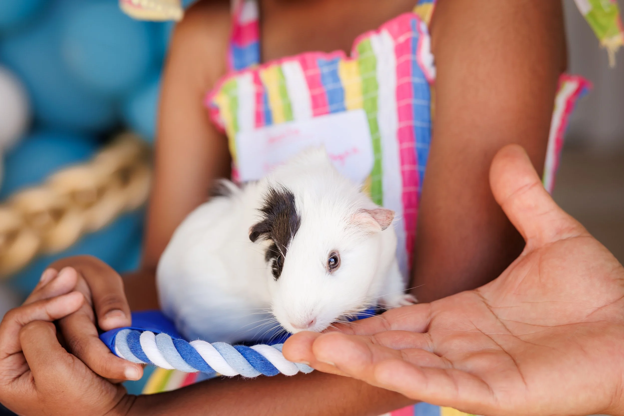 Steven Pedini Photography-10-4-2025 David Weekley Homes Blessing of the Pets-Web-69-AH2A6668.jpg