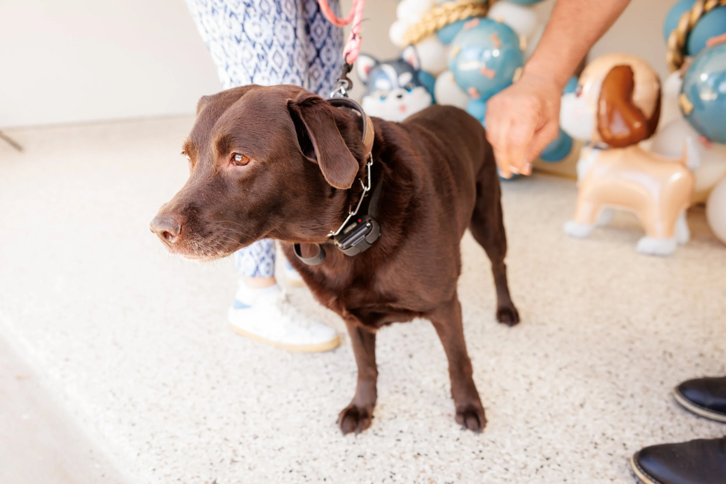 Steven Pedini Photography-10-4-2025 David Weekley Homes Blessing of the Pets-Web-84-AH2A6724.jpg