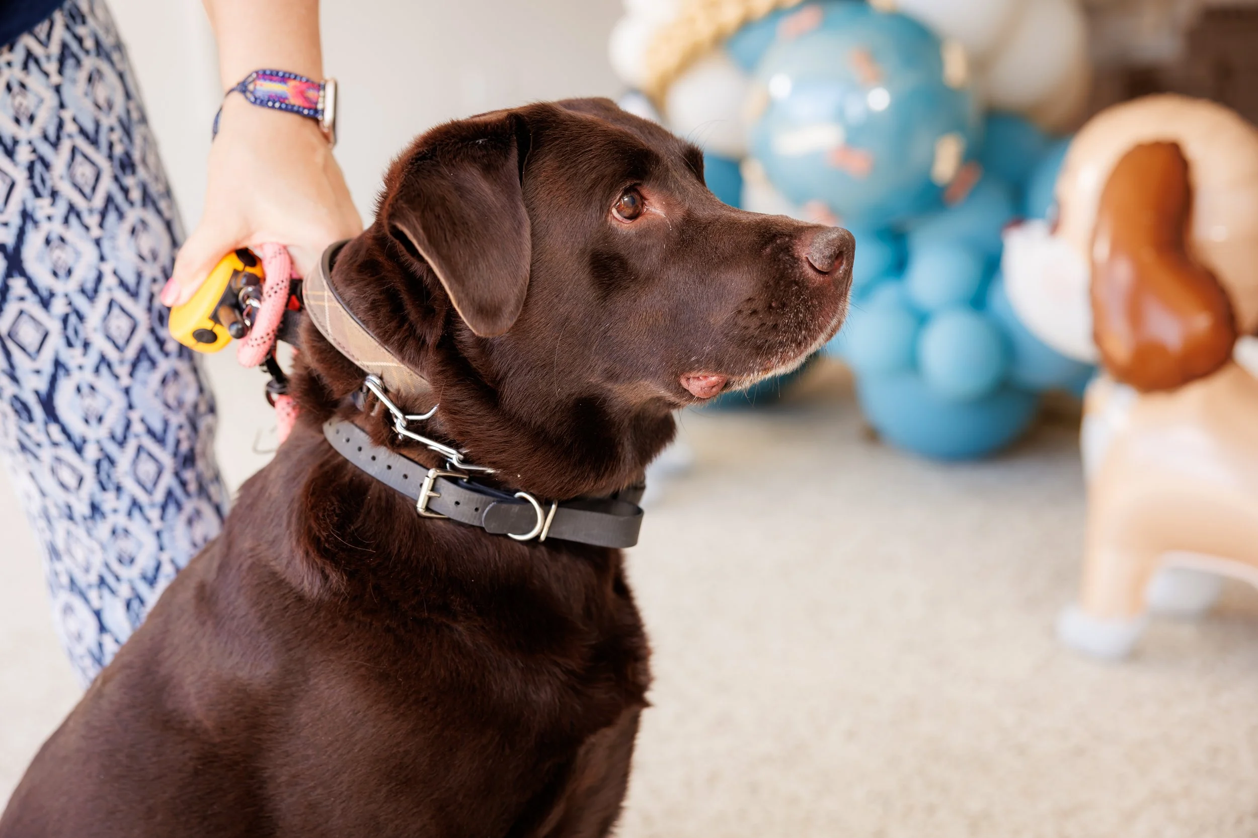 Steven Pedini Photography-10-4-2025 David Weekley Homes Blessing of the Pets-Web-87-AH2A6737.jpg