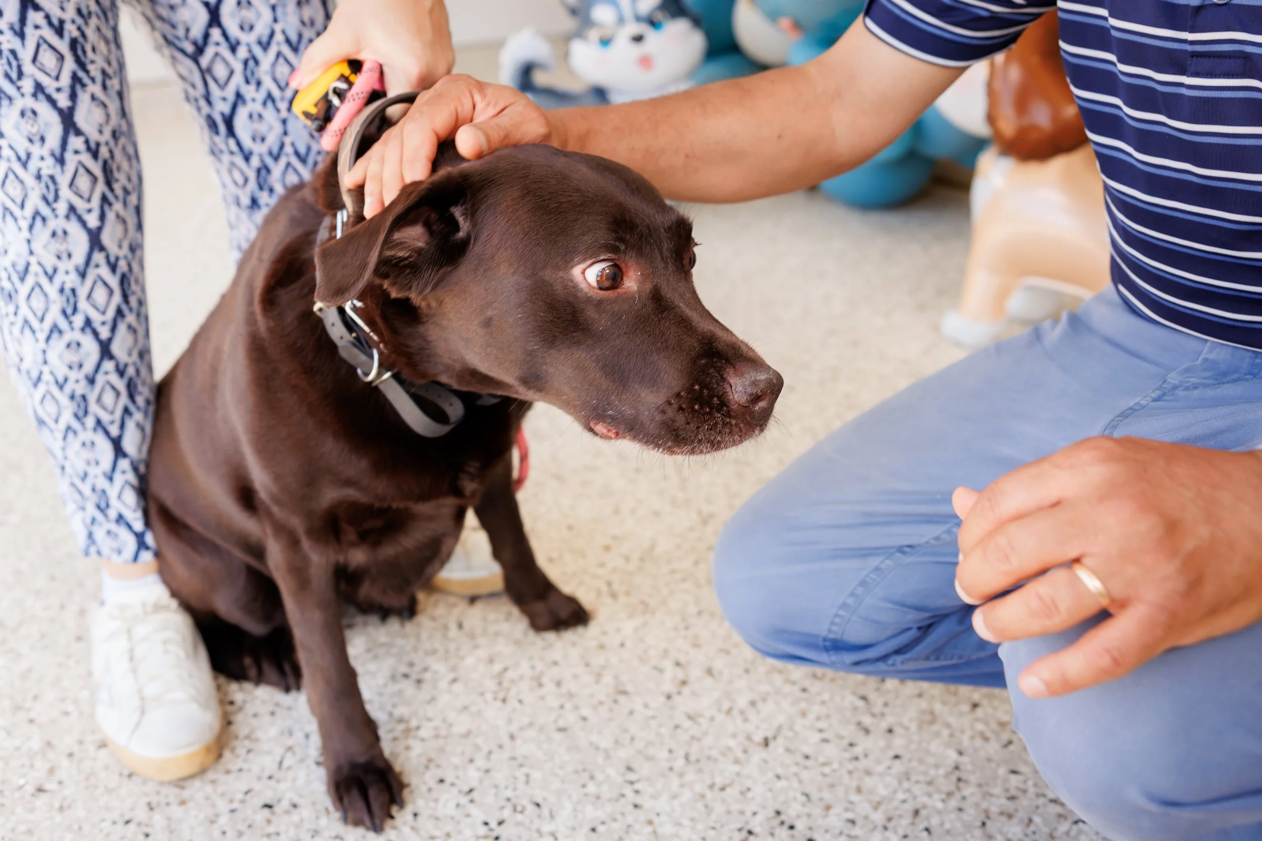 Steven Pedini Photography-10-4-2025 David Weekley Homes Blessing of the Pets-Web-88-AH2A6739.jpg