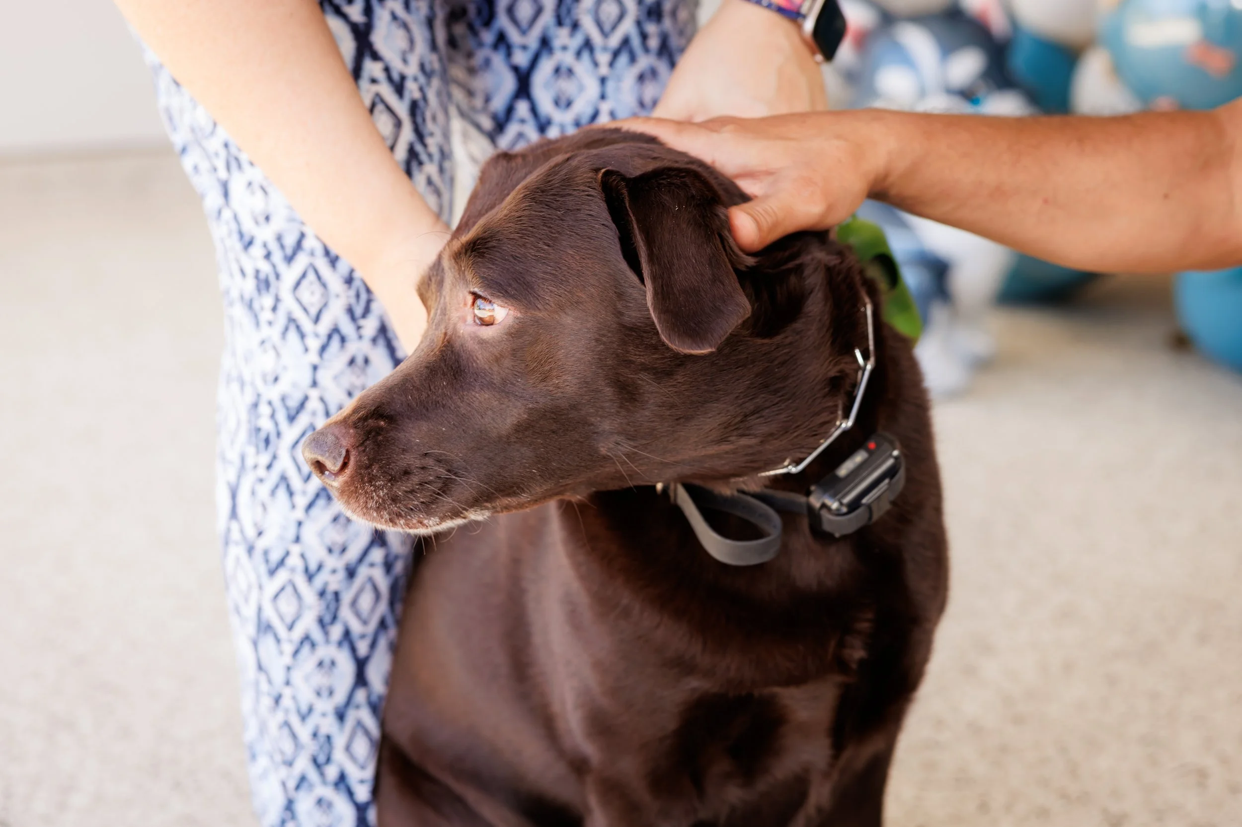 Steven Pedini Photography-10-4-2025 David Weekley Homes Blessing of the Pets-Web-90-AH2A6741.jpg