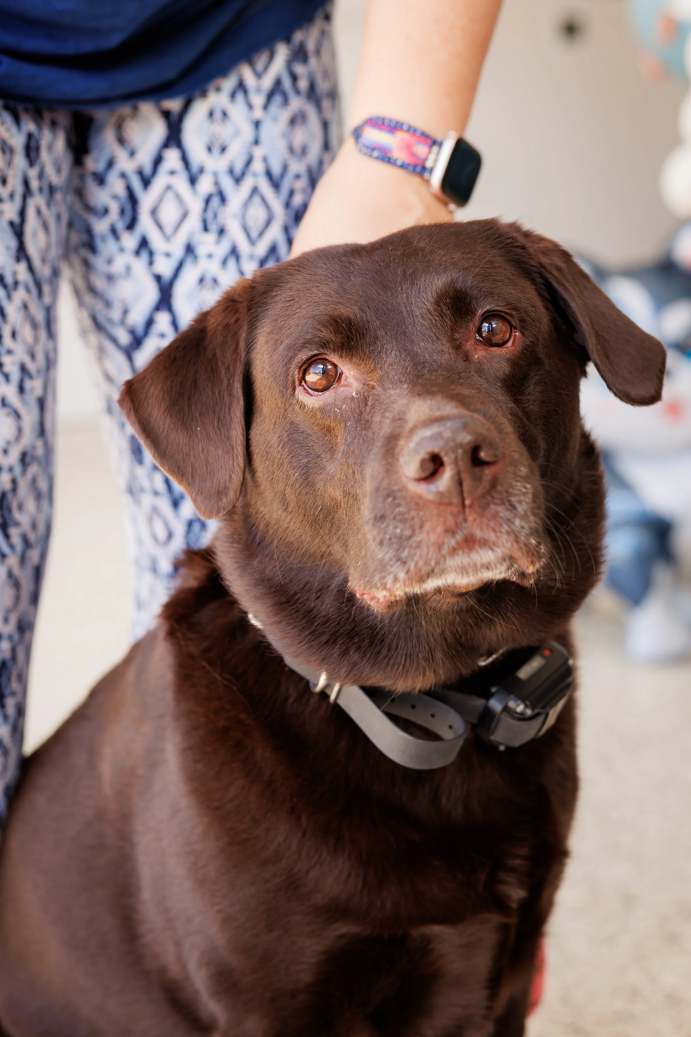 Steven Pedini Photography-10-4-2025 David Weekley Homes Blessing of the Pets-Web-94-AH2A6751.jpg