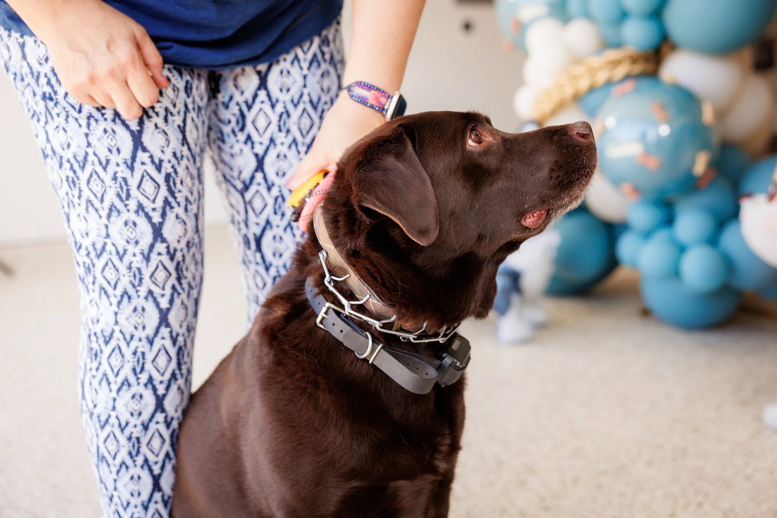 Steven Pedini Photography-10-4-2025 David Weekley Homes Blessing of the Pets-Web-95-AH2A6753.jpg