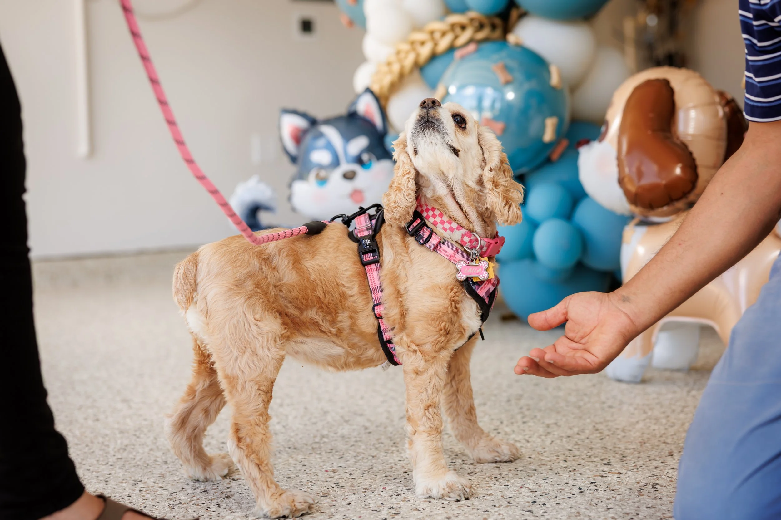 Steven Pedini Photography-10-4-2025 David Weekley Homes Blessing of the Pets-Web-97-AH2A6757.jpg