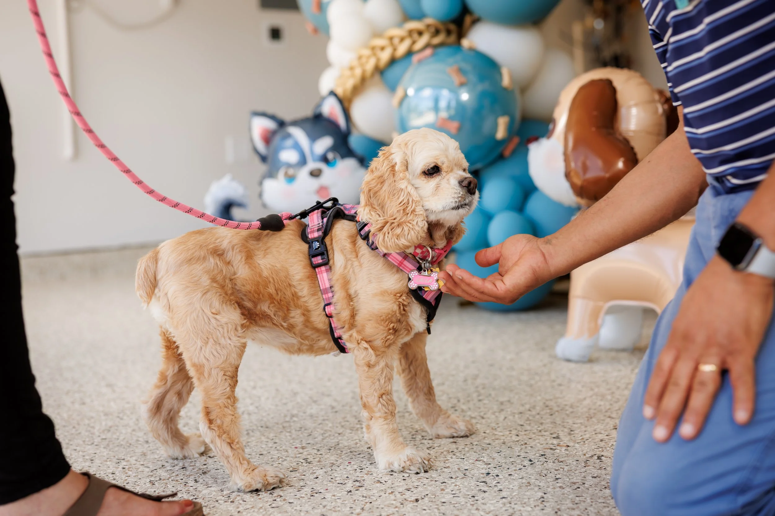 Steven Pedini Photography-10-4-2025 David Weekley Homes Blessing of the Pets-Web-98-AH2A6758.jpg