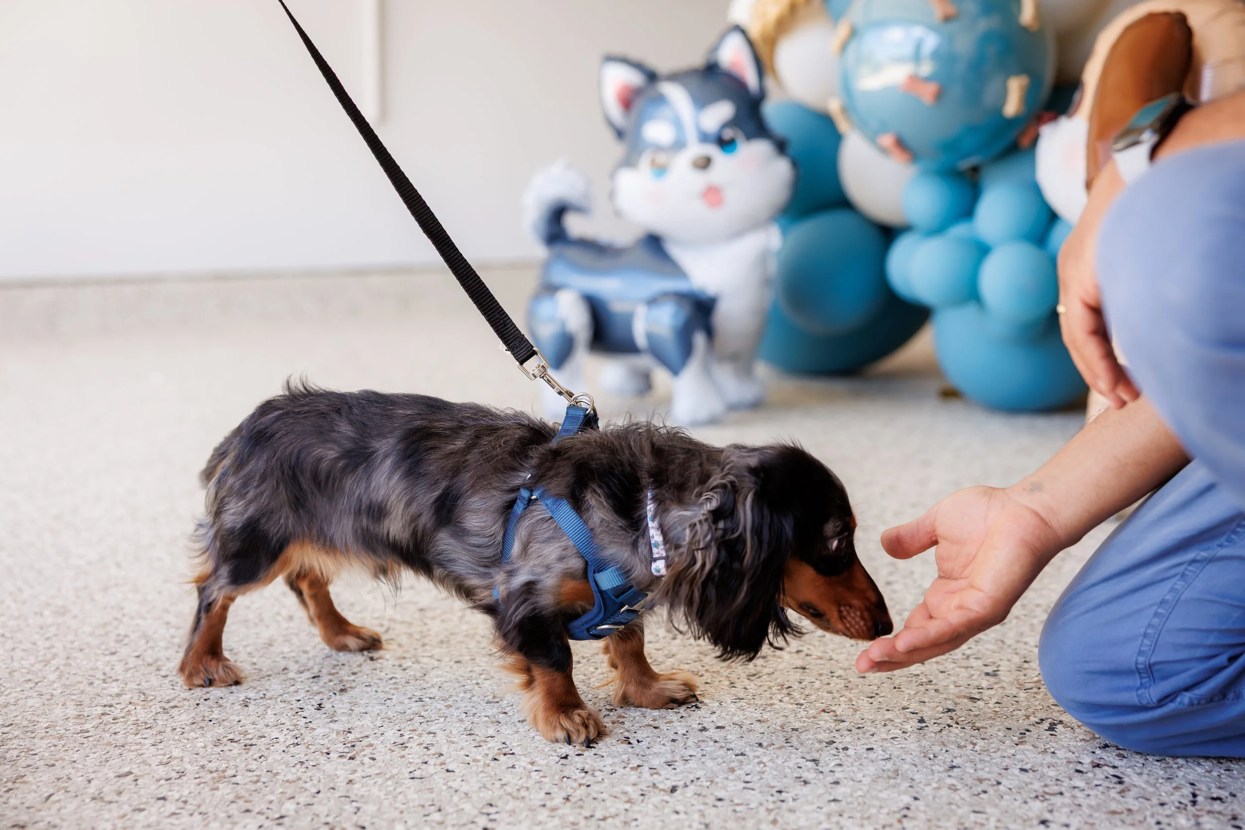 Steven Pedini Photography-10-4-2025 David Weekley Homes Blessing of the Pets-Web-106-AH2A6785.jpg