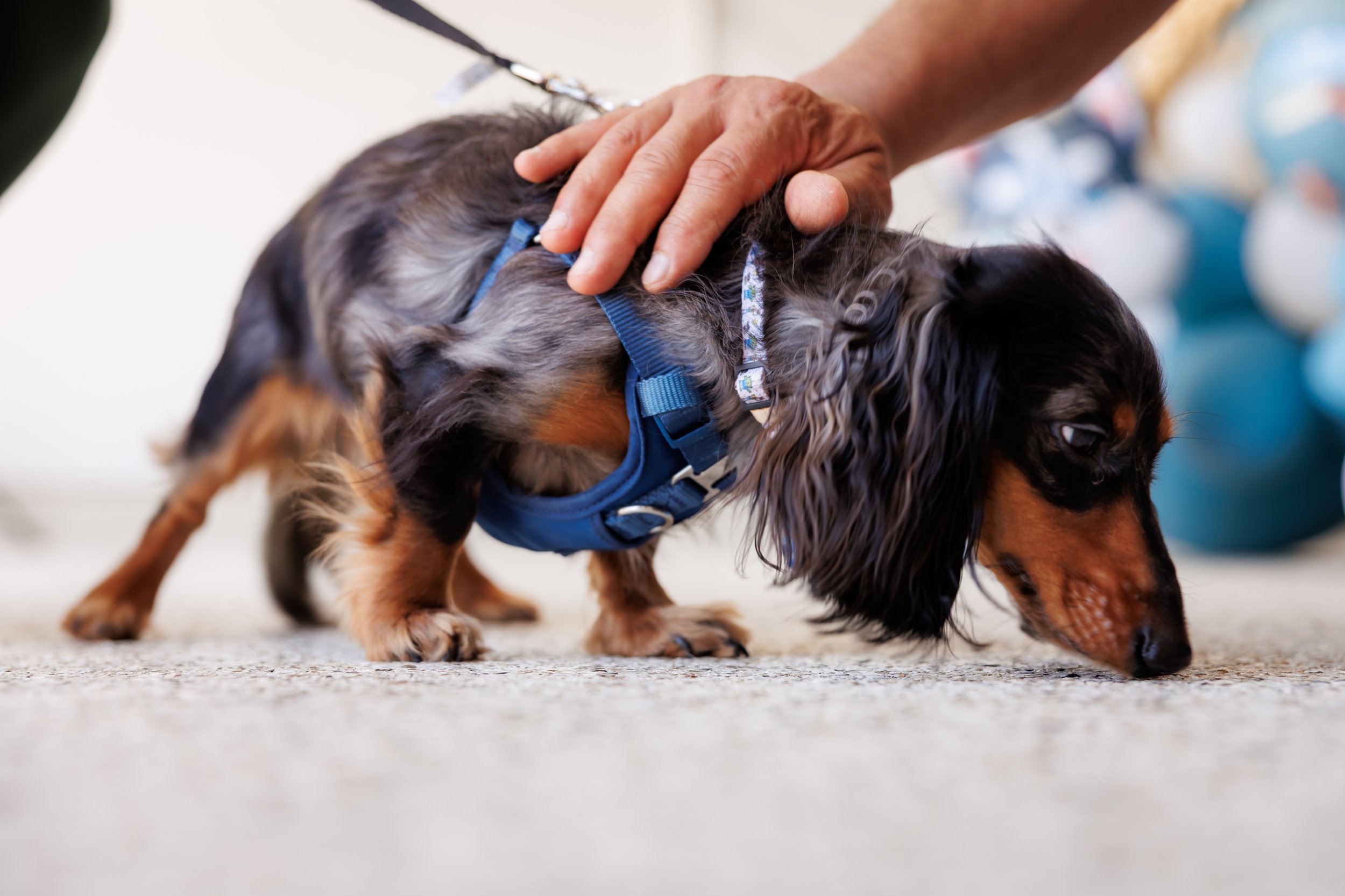 Steven Pedini Photography-10-4-2025 David Weekley Homes Blessing of the Pets-Web-108-AH2A6795.jpg