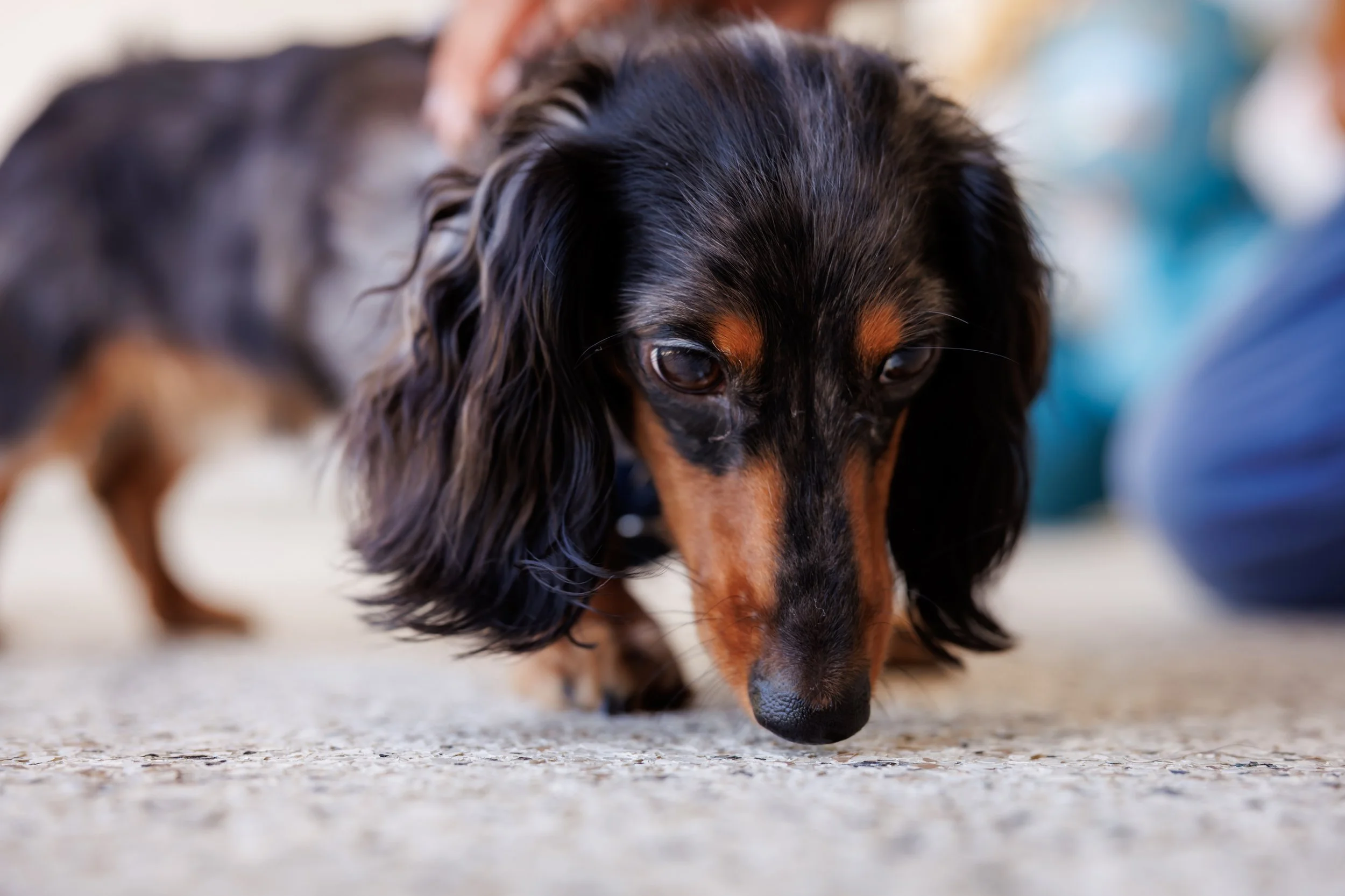 Steven Pedini Photography-10-4-2025 David Weekley Homes Blessing of the Pets-Web-109-AH2A6799.jpg