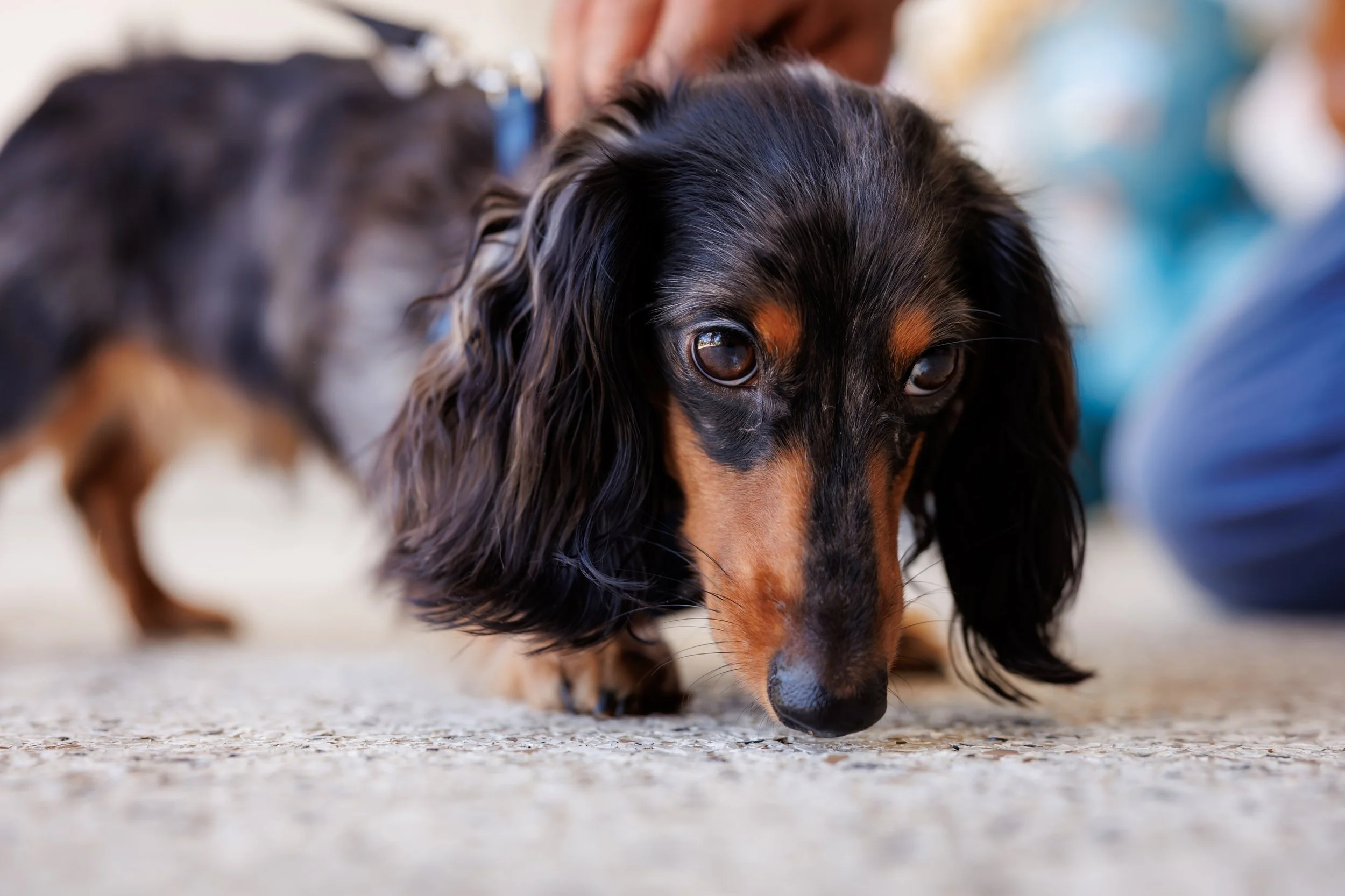 Steven Pedini Photography-10-4-2025 David Weekley Homes Blessing of the Pets-Web-110-AH2A6803.jpg
