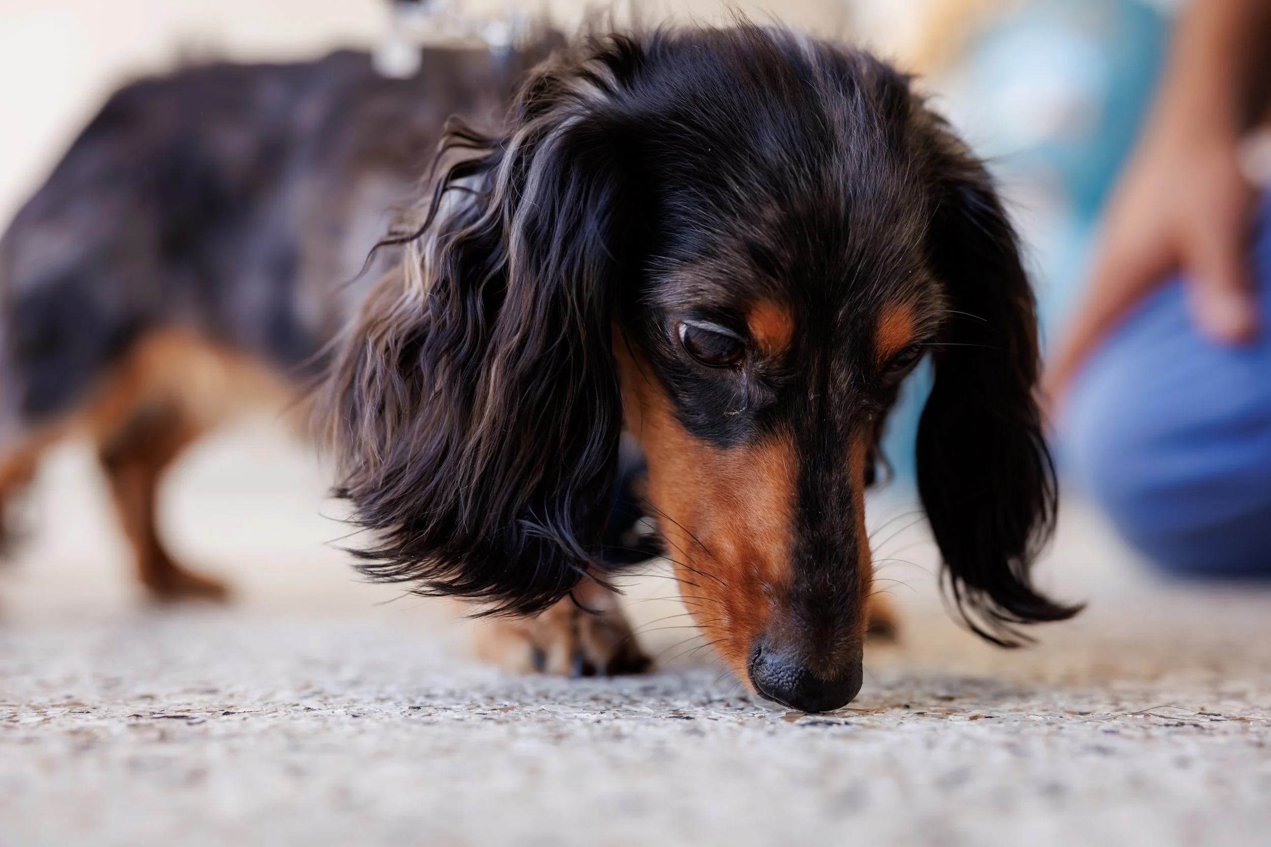 Steven Pedini Photography-10-4-2025 David Weekley Homes Blessing of the Pets-Web-111-AH2A6806.jpg