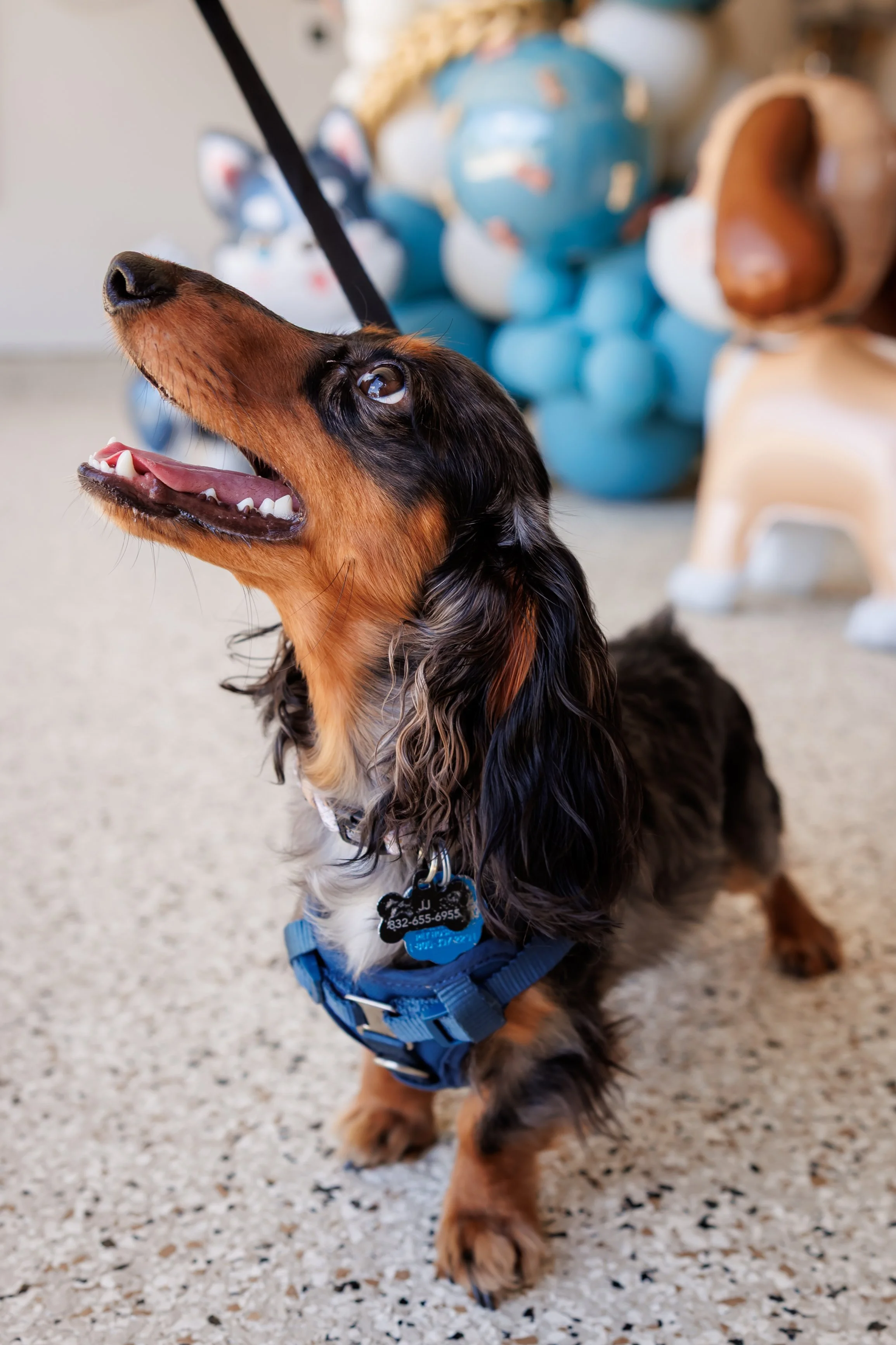 Steven Pedini Photography-10-4-2025 David Weekley Homes Blessing of the Pets-Web-112-AH2A6810.jpg