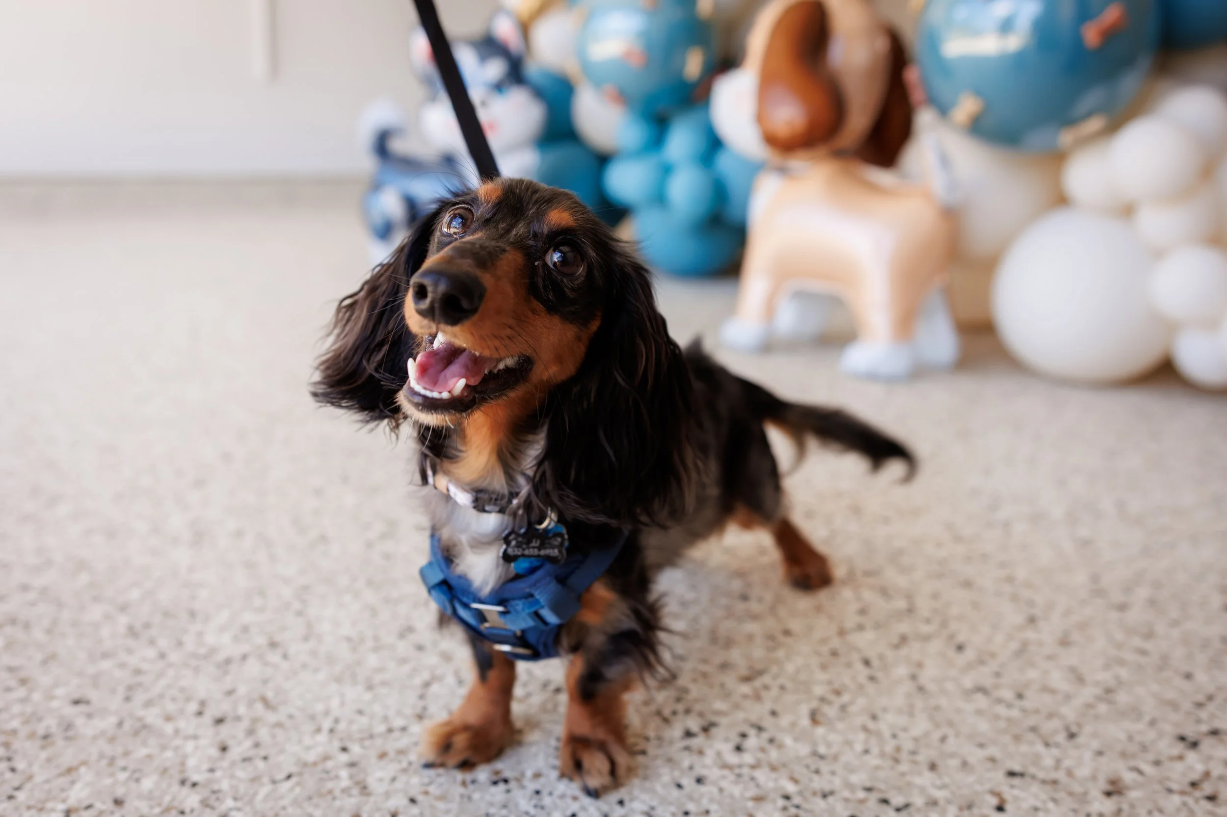 Steven Pedini Photography-10-4-2025 David Weekley Homes Blessing of the Pets-Web-113-AH2A6812.jpg
