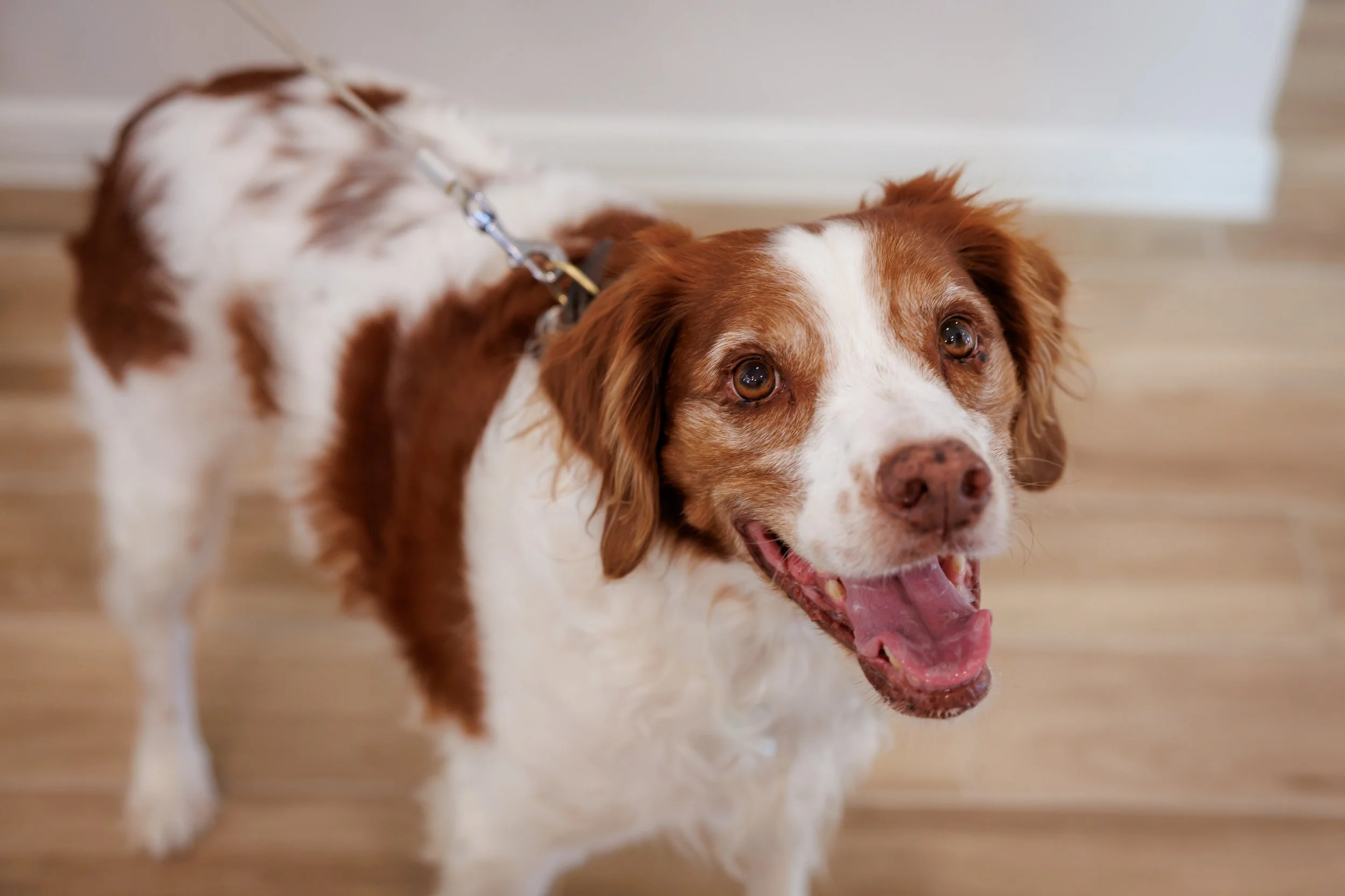 Steven Pedini Photography-10-4-2025 David Weekley Homes Blessing of the Pets-Web-114-AH2A6833.jpg