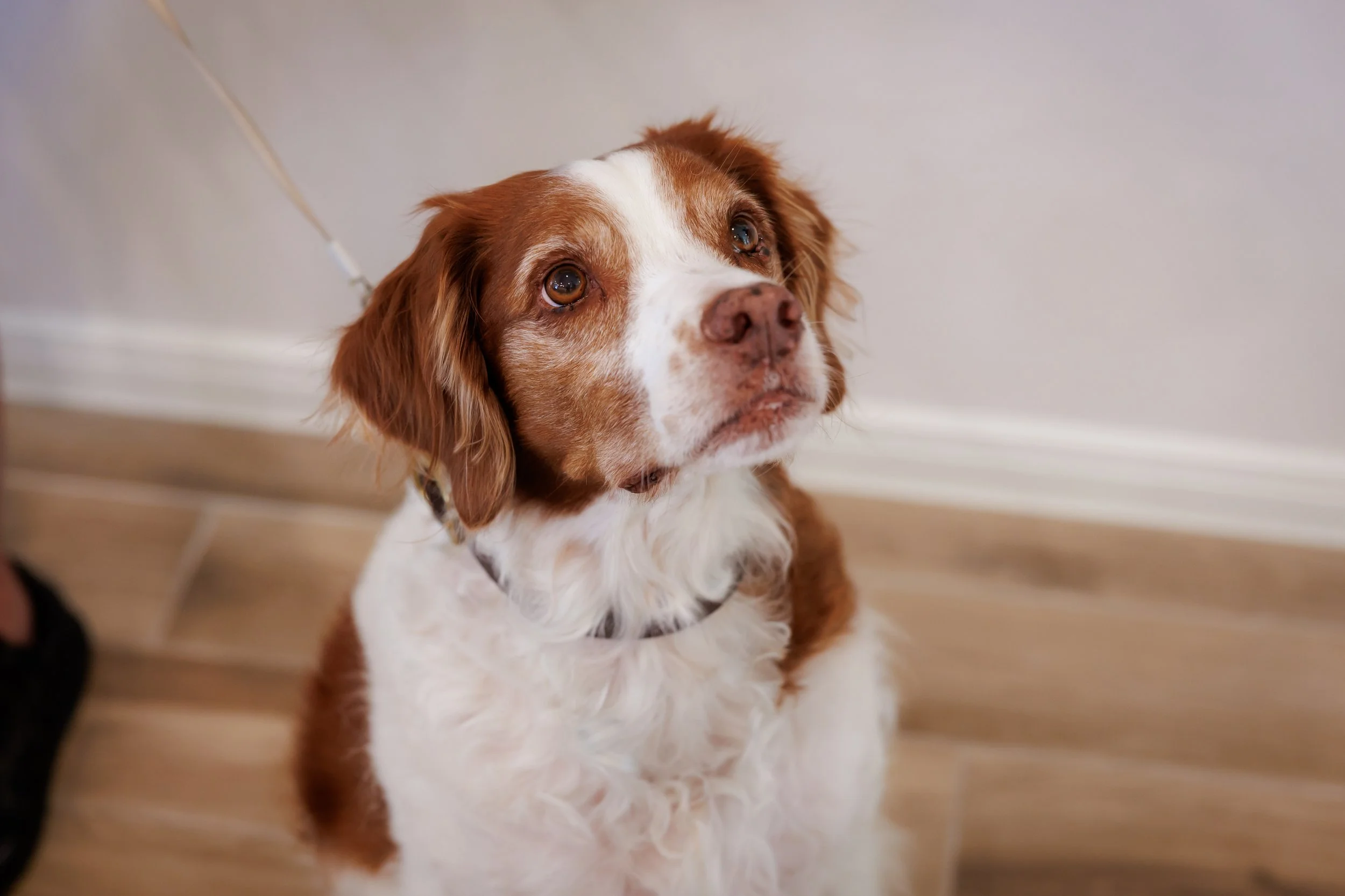 Steven Pedini Photography-10-4-2025 David Weekley Homes Blessing of the Pets-Web-115-AH2A6836.jpg