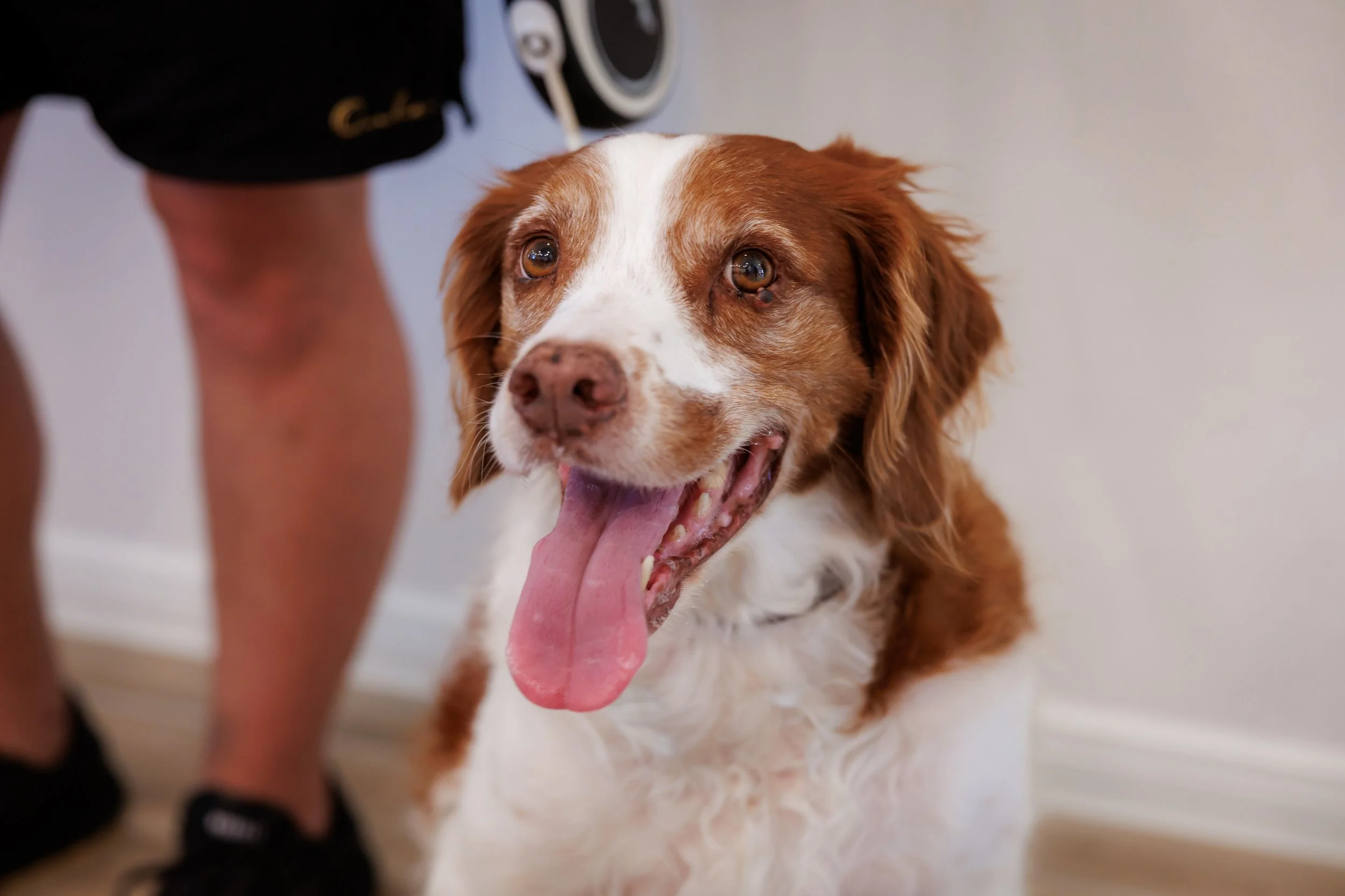 Steven Pedini Photography-10-4-2025 David Weekley Homes Blessing of the Pets-Web-117-AH2A6844.jpg