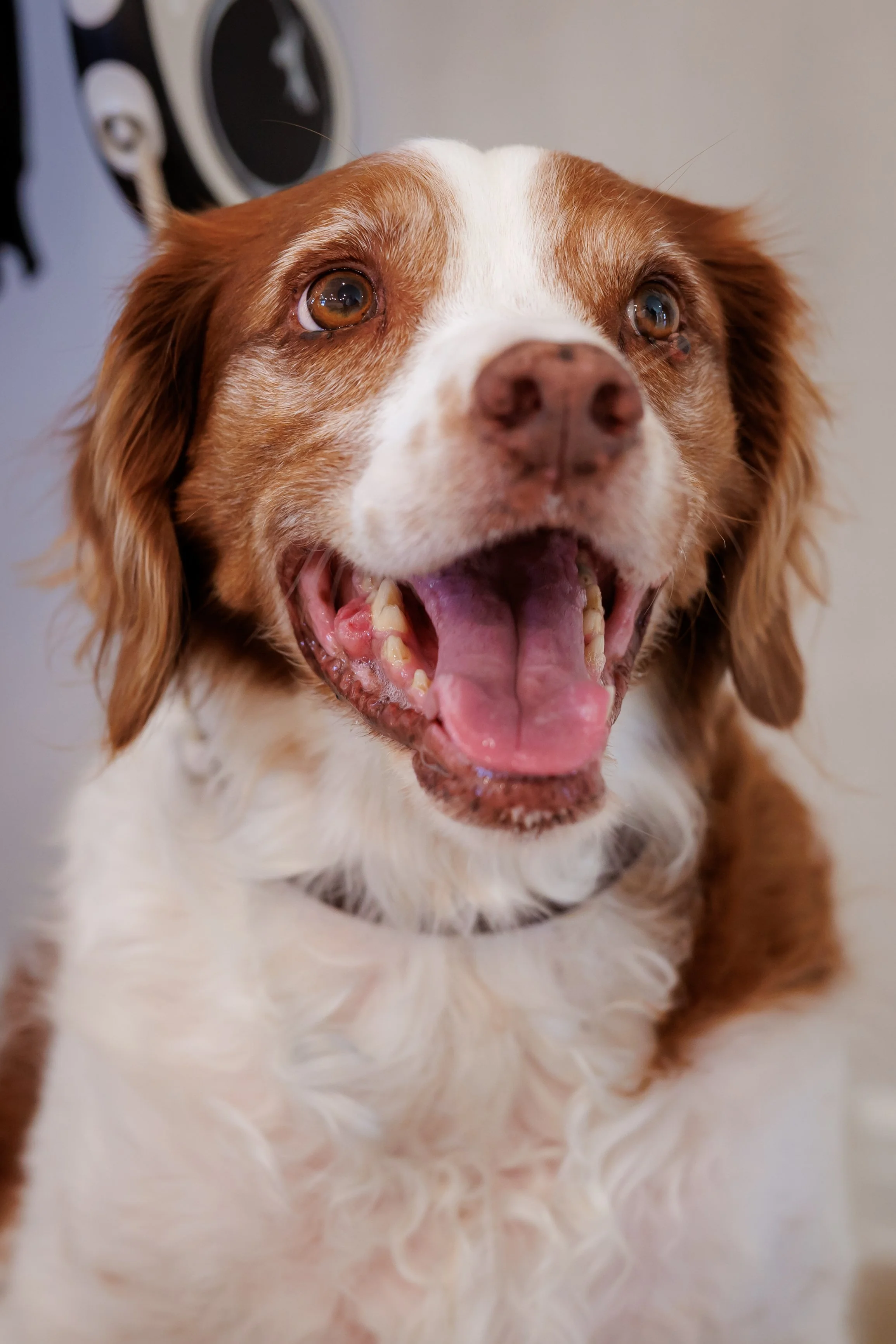 Steven Pedini Photography-10-4-2025 David Weekley Homes Blessing of the Pets-Web-118-AH2A6845.jpg