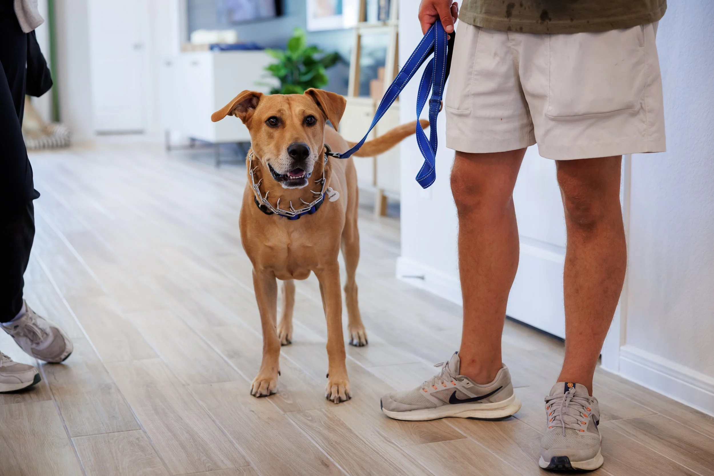 Steven Pedini Photography-10-4-2025 David Weekley Homes Blessing of the Pets-Web-121-AH2A6854.jpg