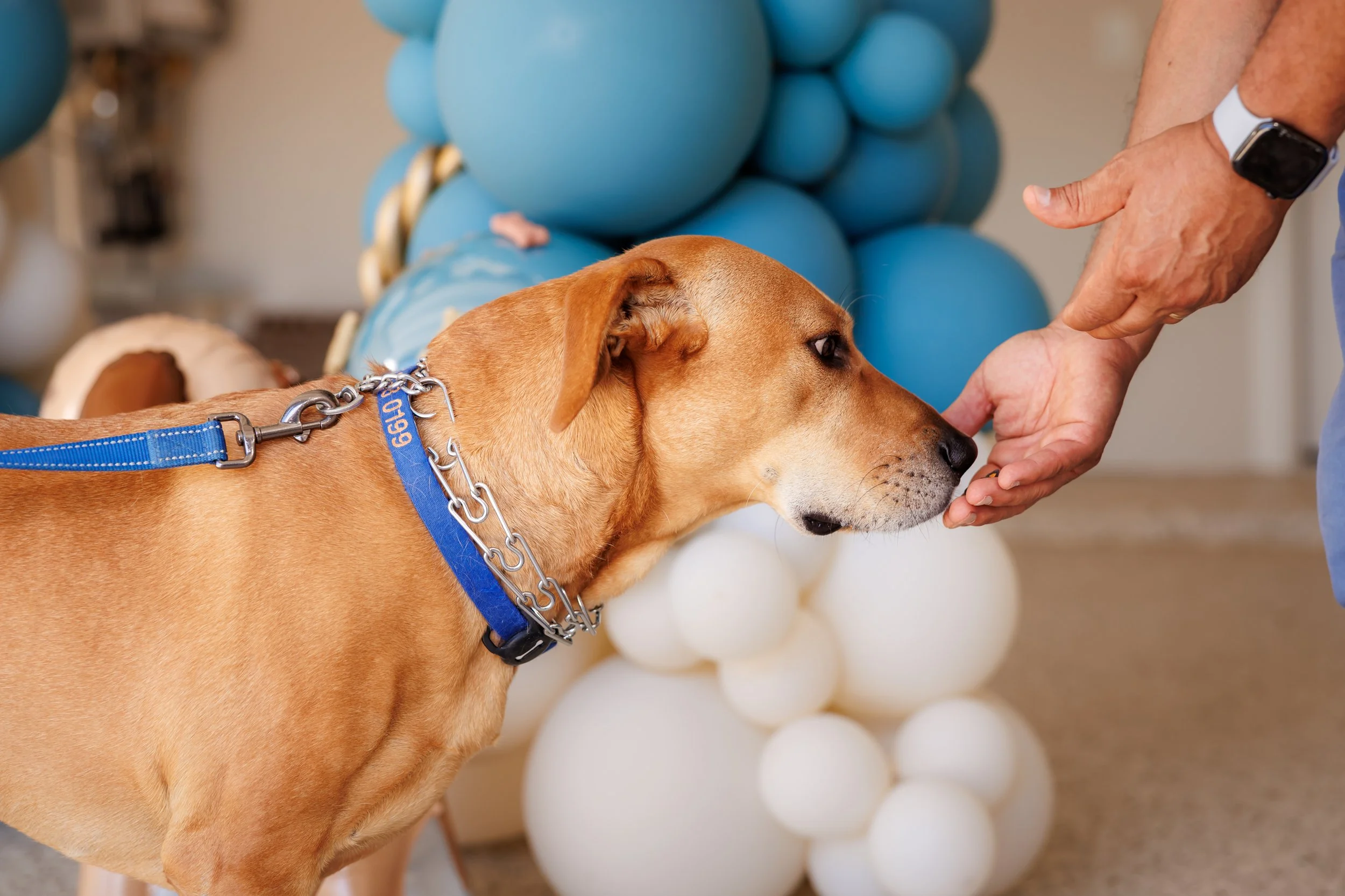 Steven Pedini Photography-10-4-2025 David Weekley Homes Blessing of the Pets-Web-122-AH2A6858.jpg