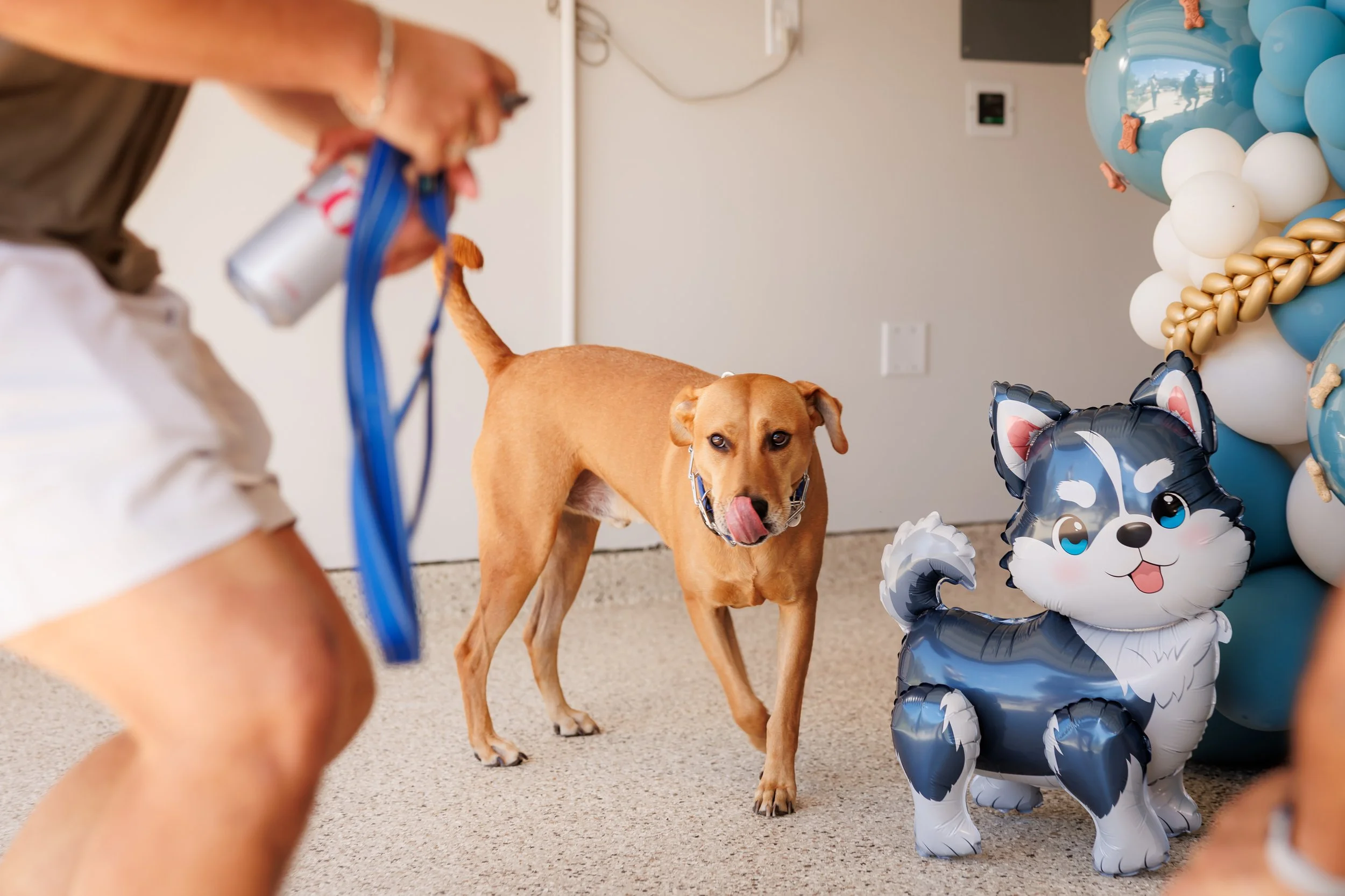 Steven Pedini Photography-10-4-2025 David Weekley Homes Blessing of the Pets-Web-126-AH2A6872.jpg