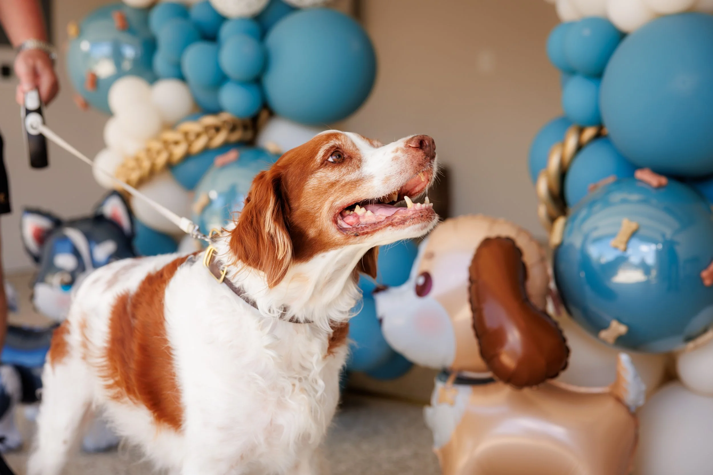 Steven Pedini Photography-10-4-2025 David Weekley Homes Blessing of the Pets-Web-132-AH2A6888.jpg