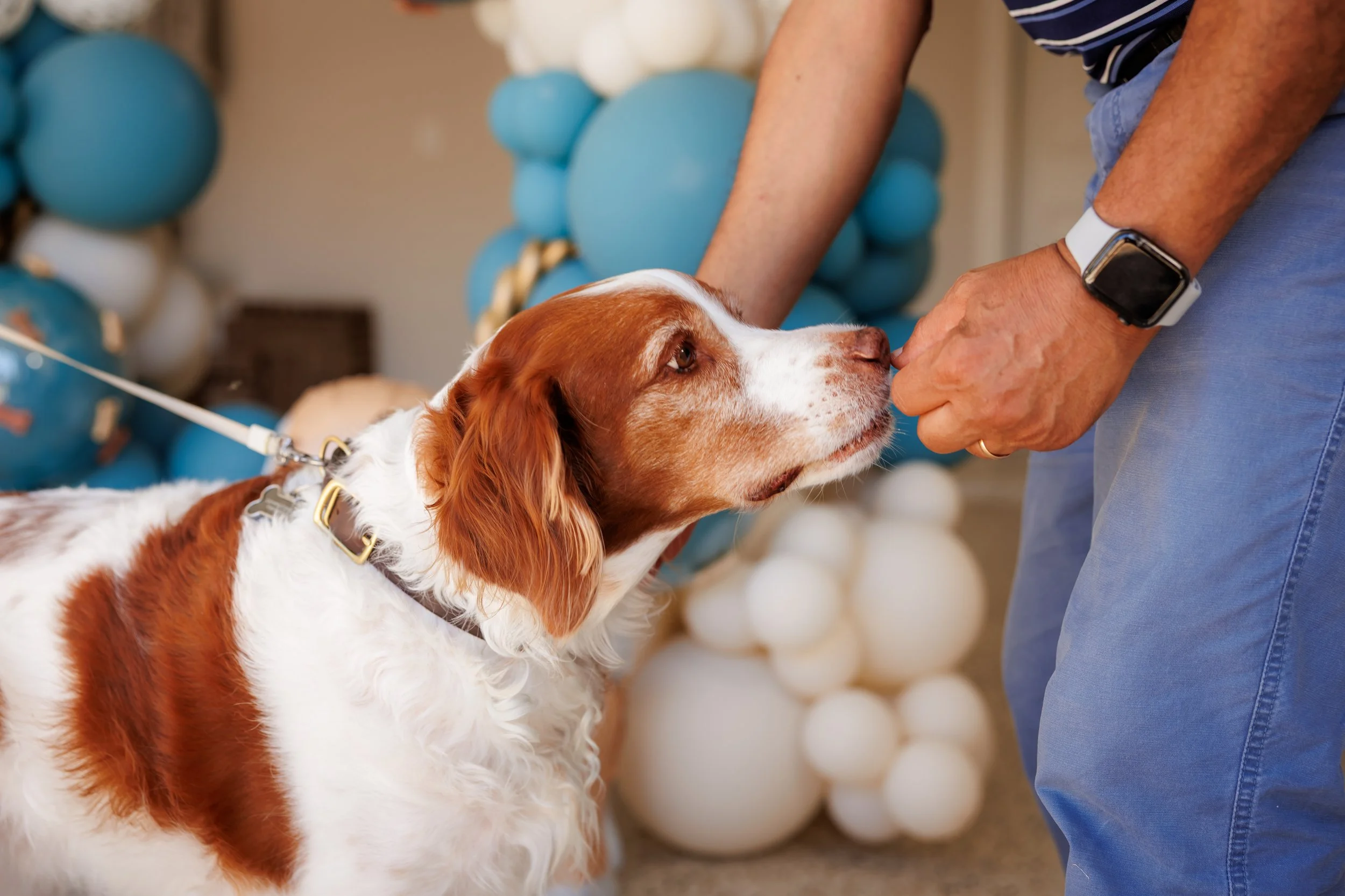Steven Pedini Photography-10-4-2025 David Weekley Homes Blessing of the Pets-Web-133-AH2A6889.jpg